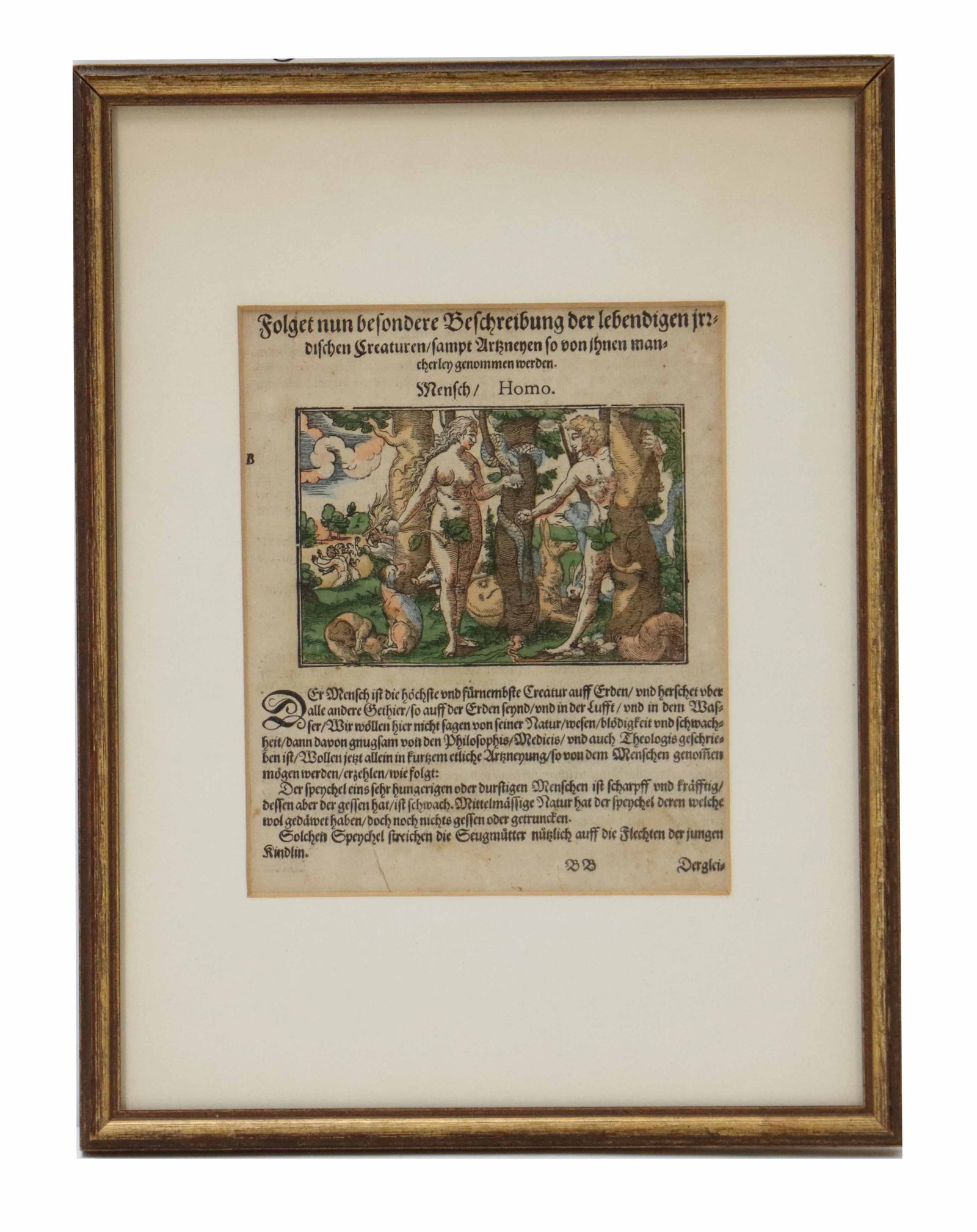 Framed Hand Colored Woodcut Extract from 1852 German Folio Kreuterbuch (1 of 8)