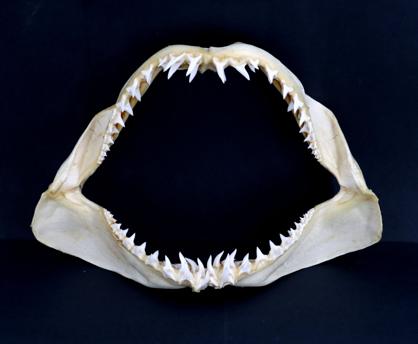 Mako Shark Jaw (1 of 11)