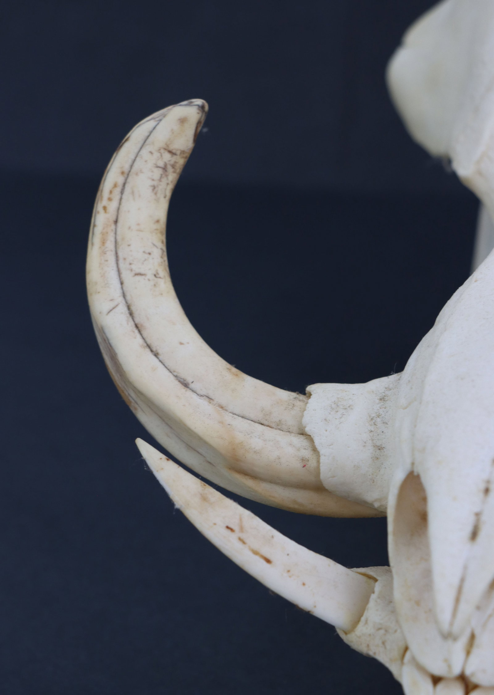 Wild Boar Skull - 10