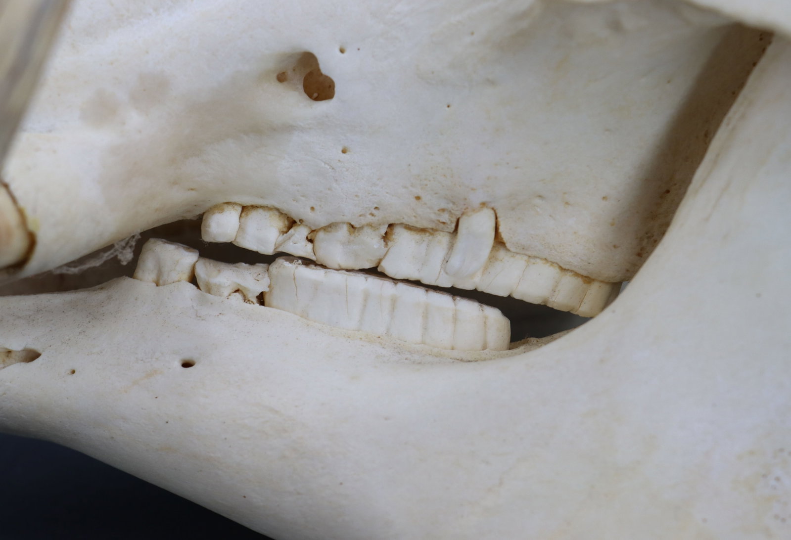 Wild Boar Skull - 11