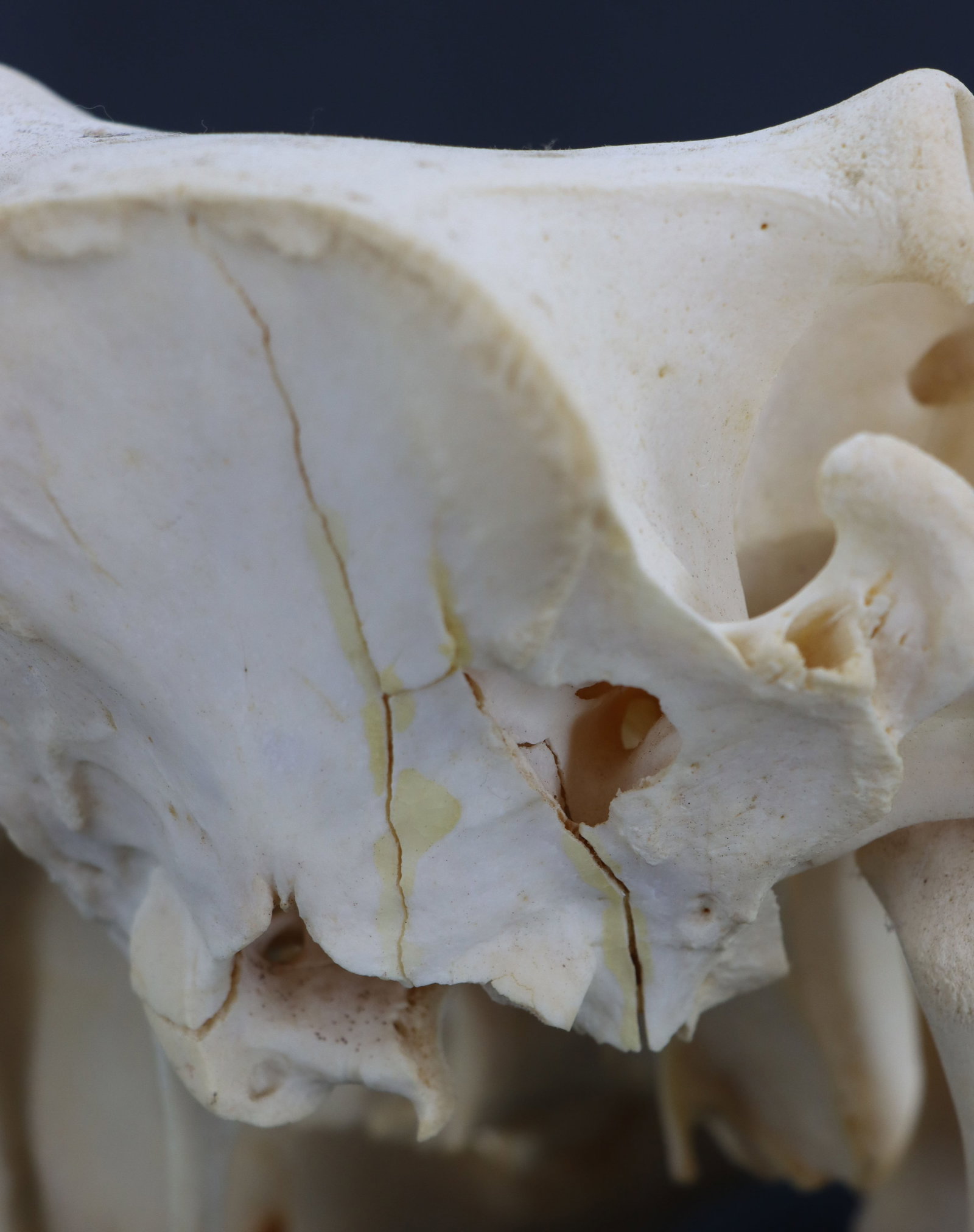 Wild Boar Skull - 12