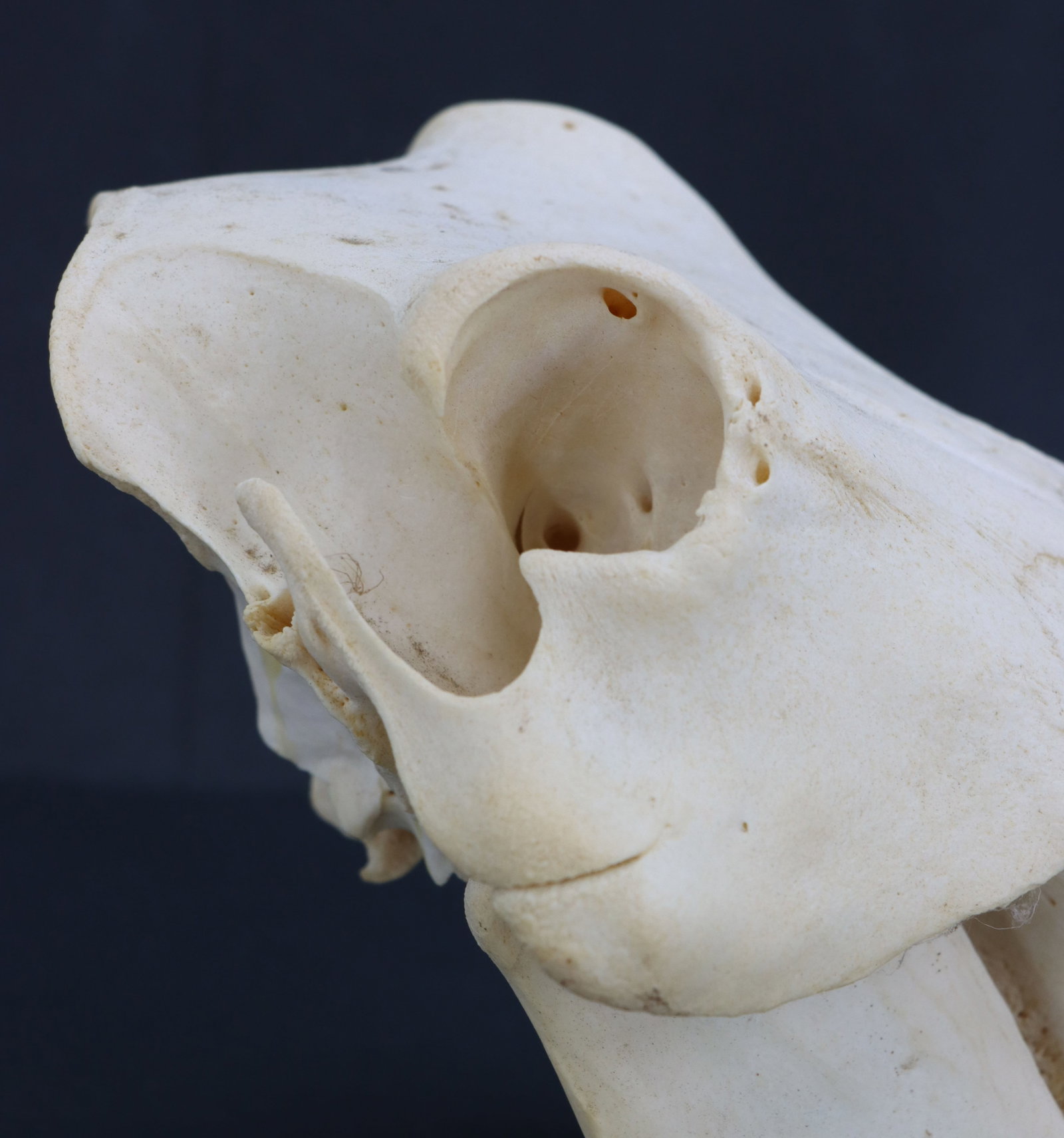 Wild Boar Skull - 13