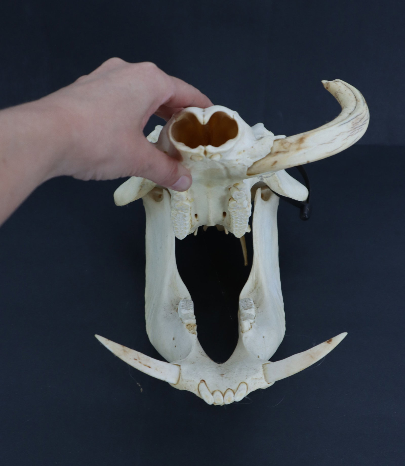 Wild Boar Skull - 14