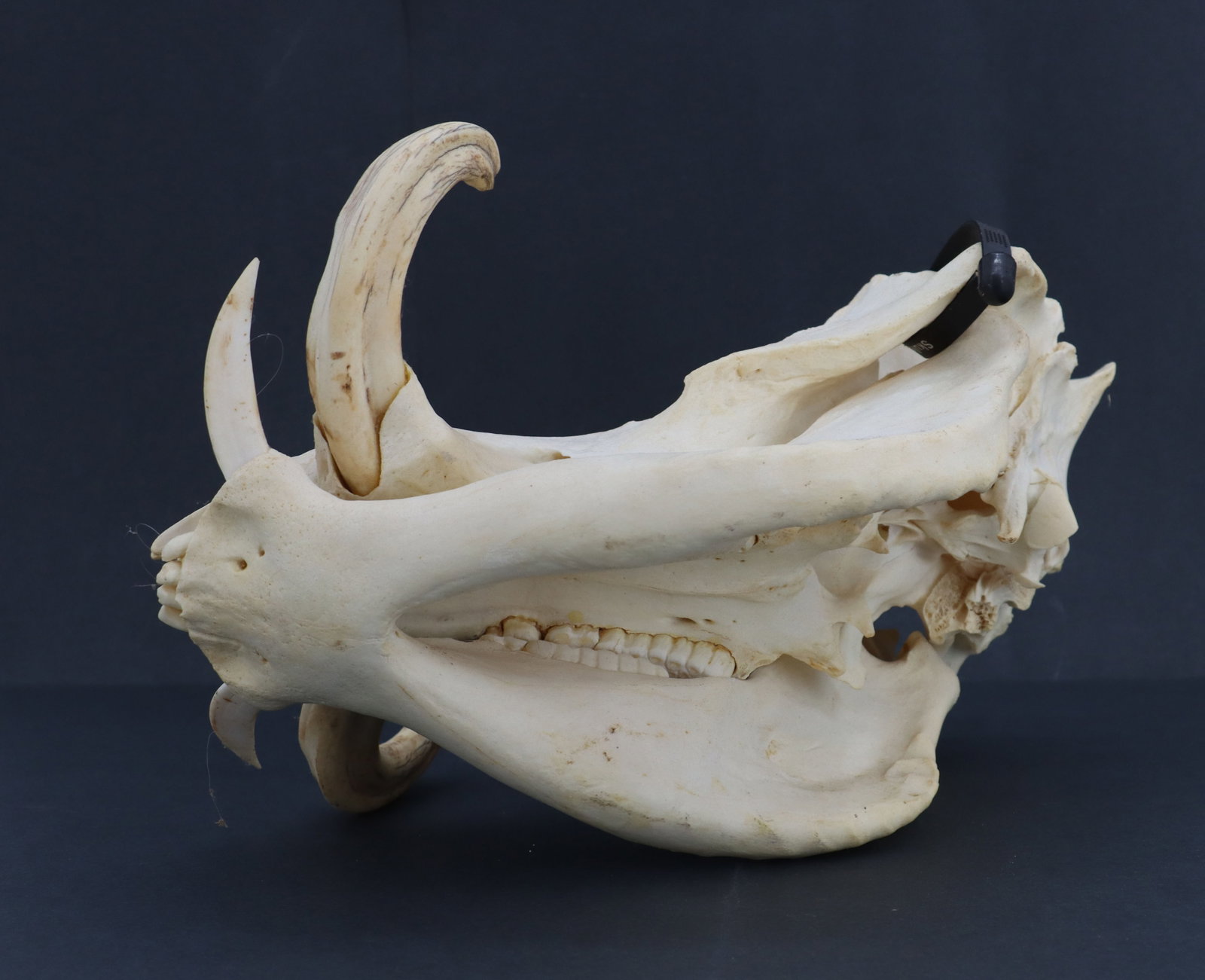 Wild Boar Skull - 15