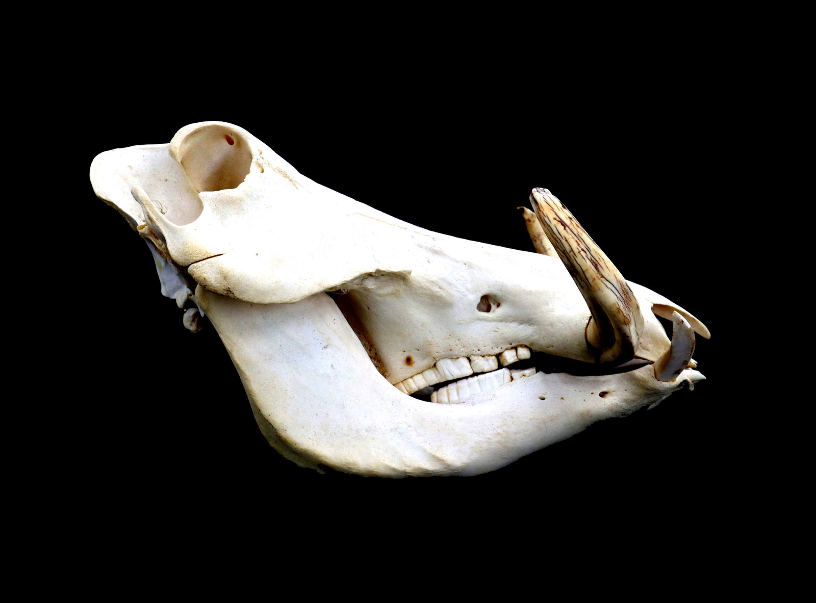 Wild Boar Skull (1 of 15)