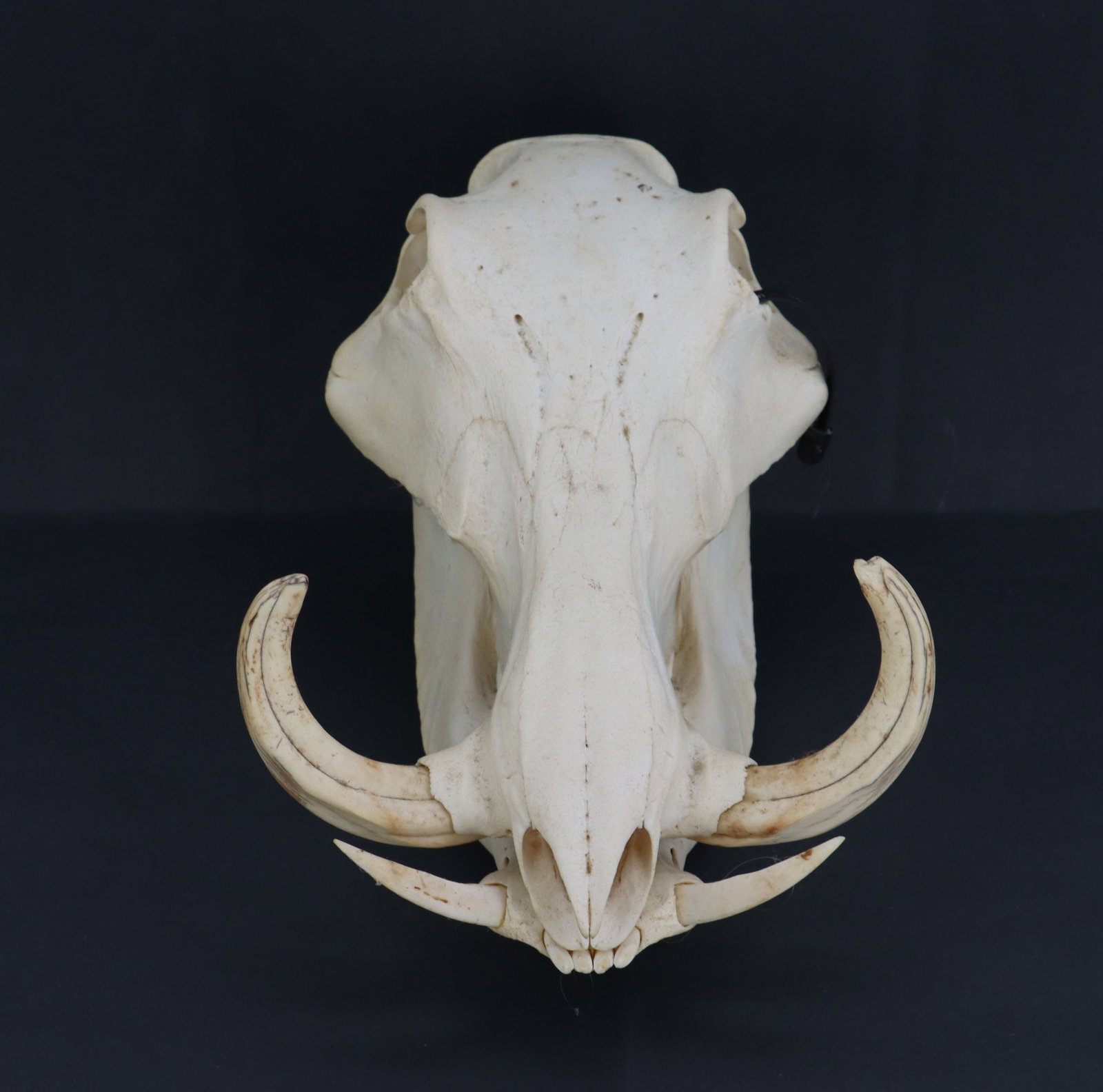 Wild Boar Skull - 2