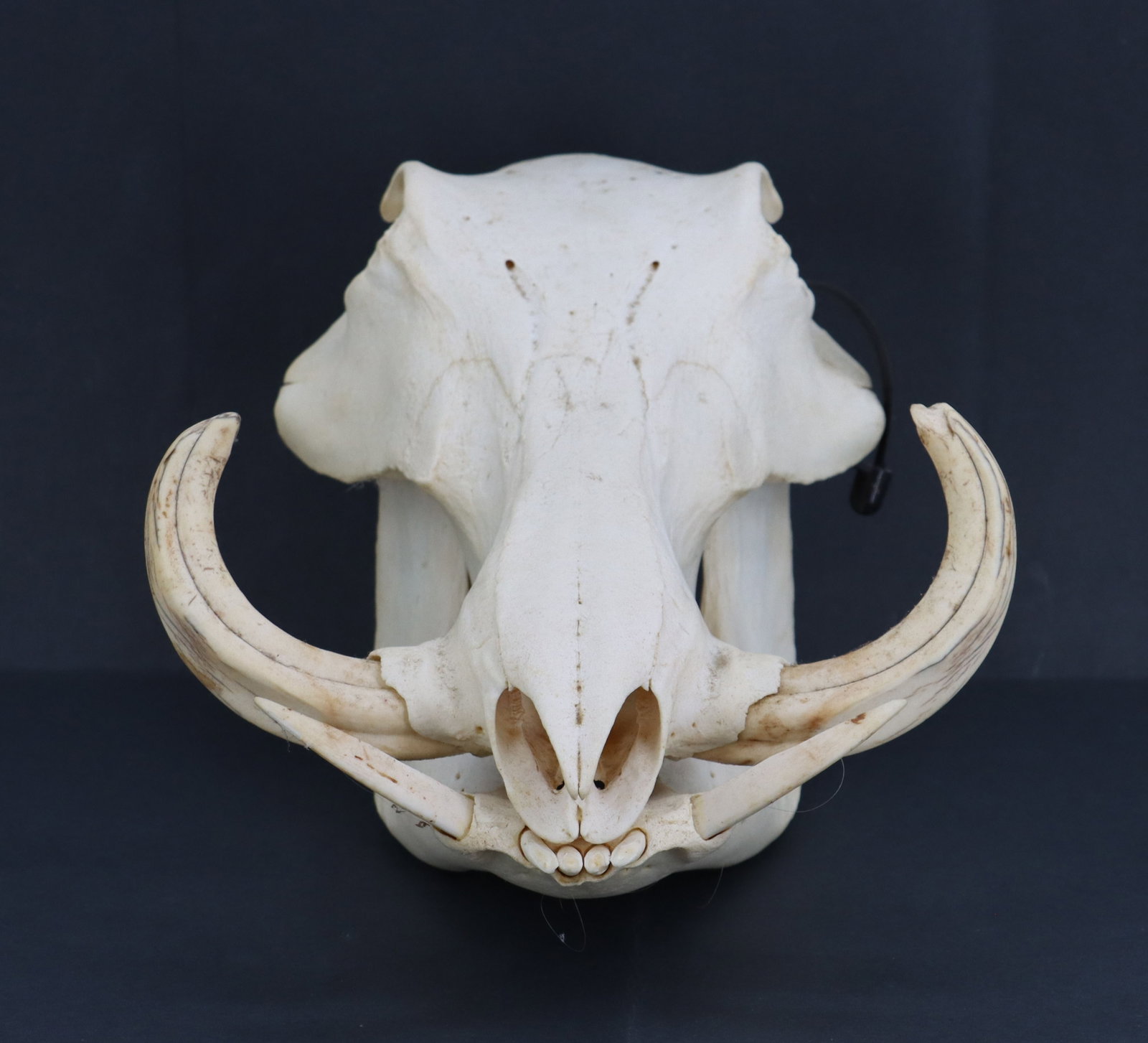 Wild Boar Skull - 3