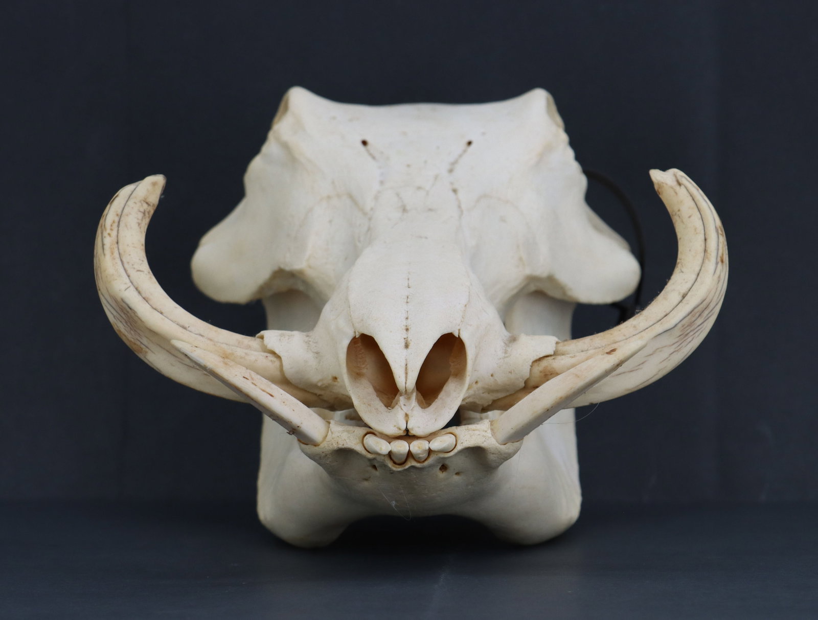 Wild Boar Skull - 4