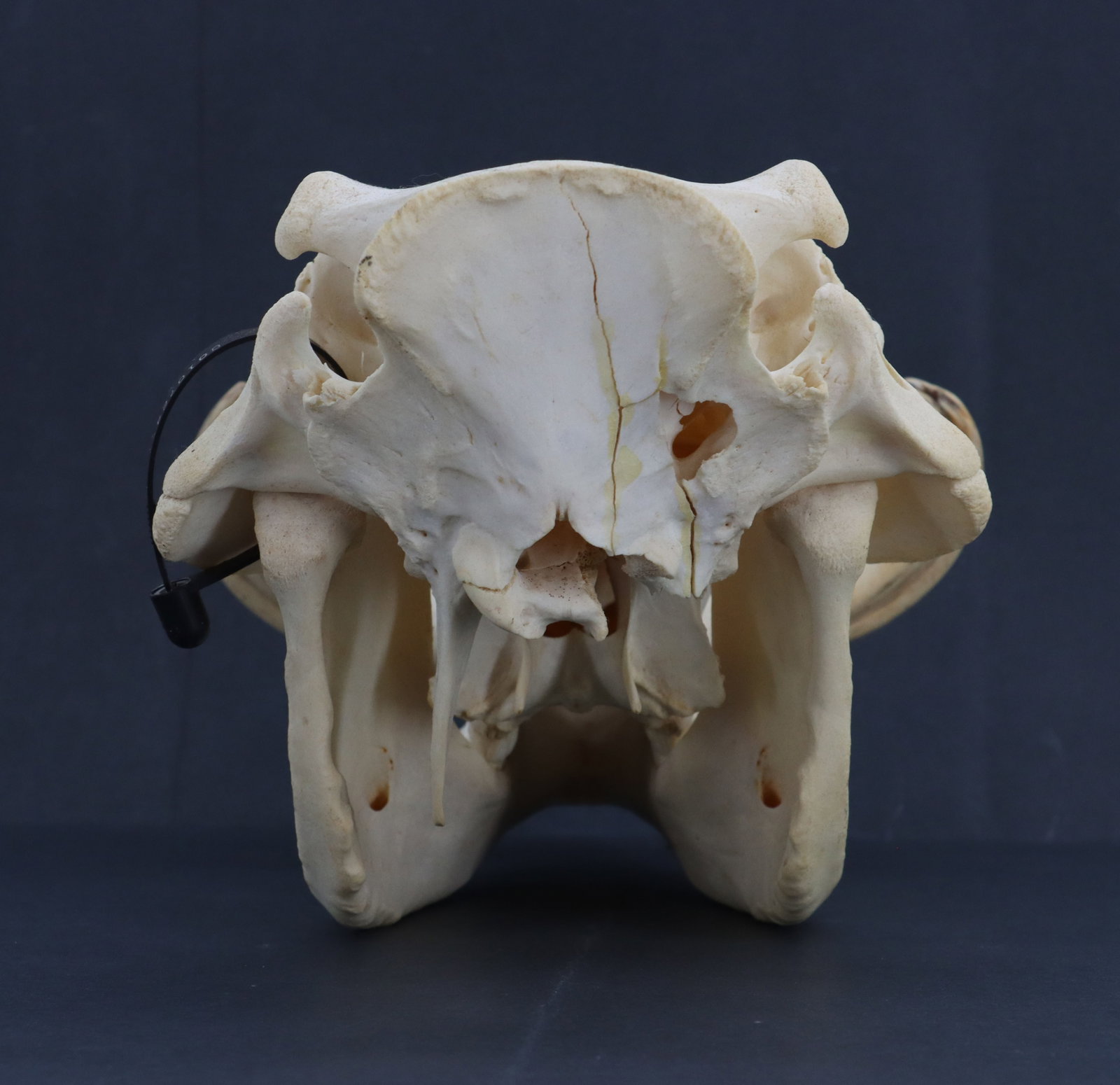 Wild Boar Skull - 5