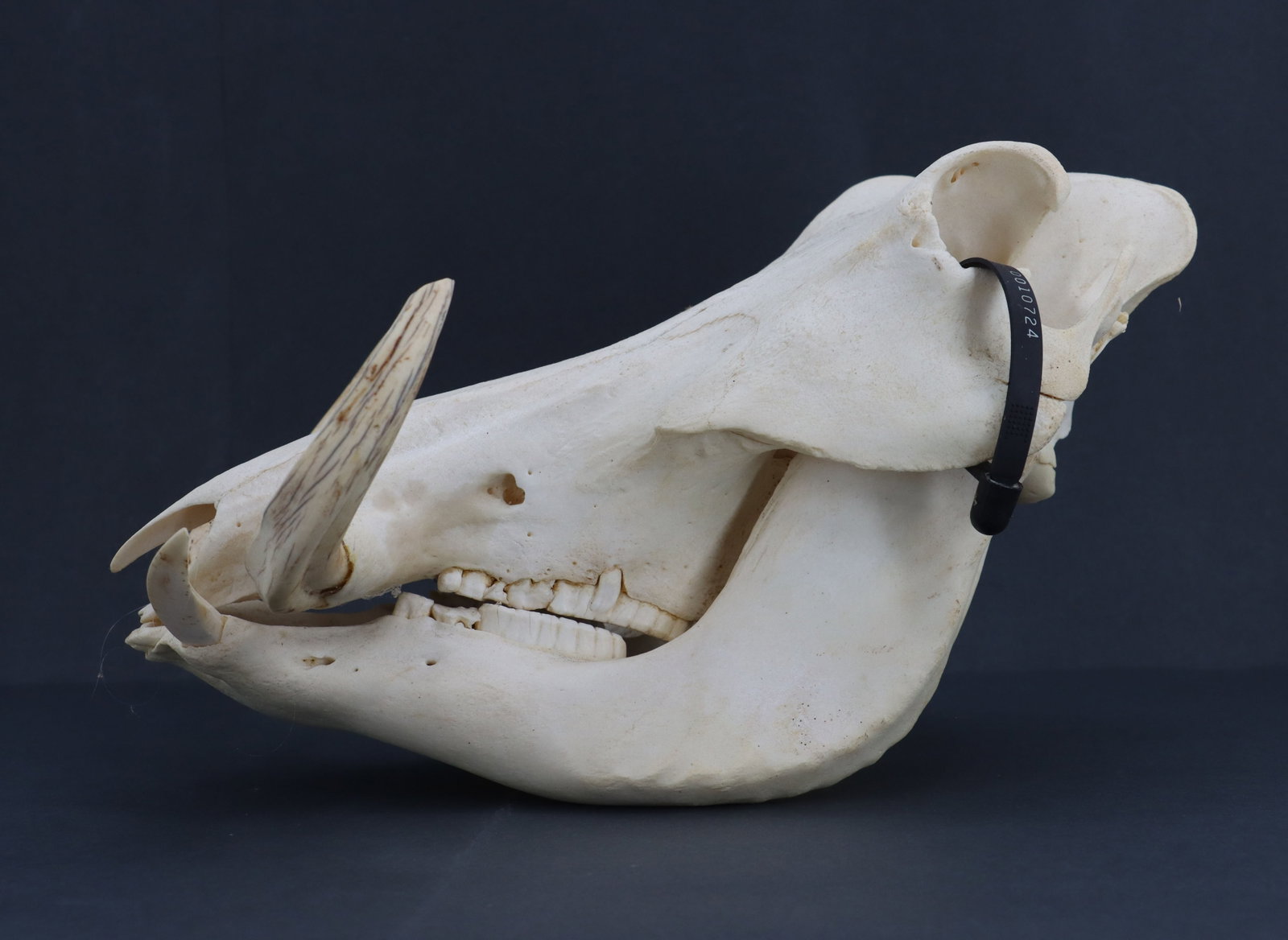 Wild Boar Skull - 6