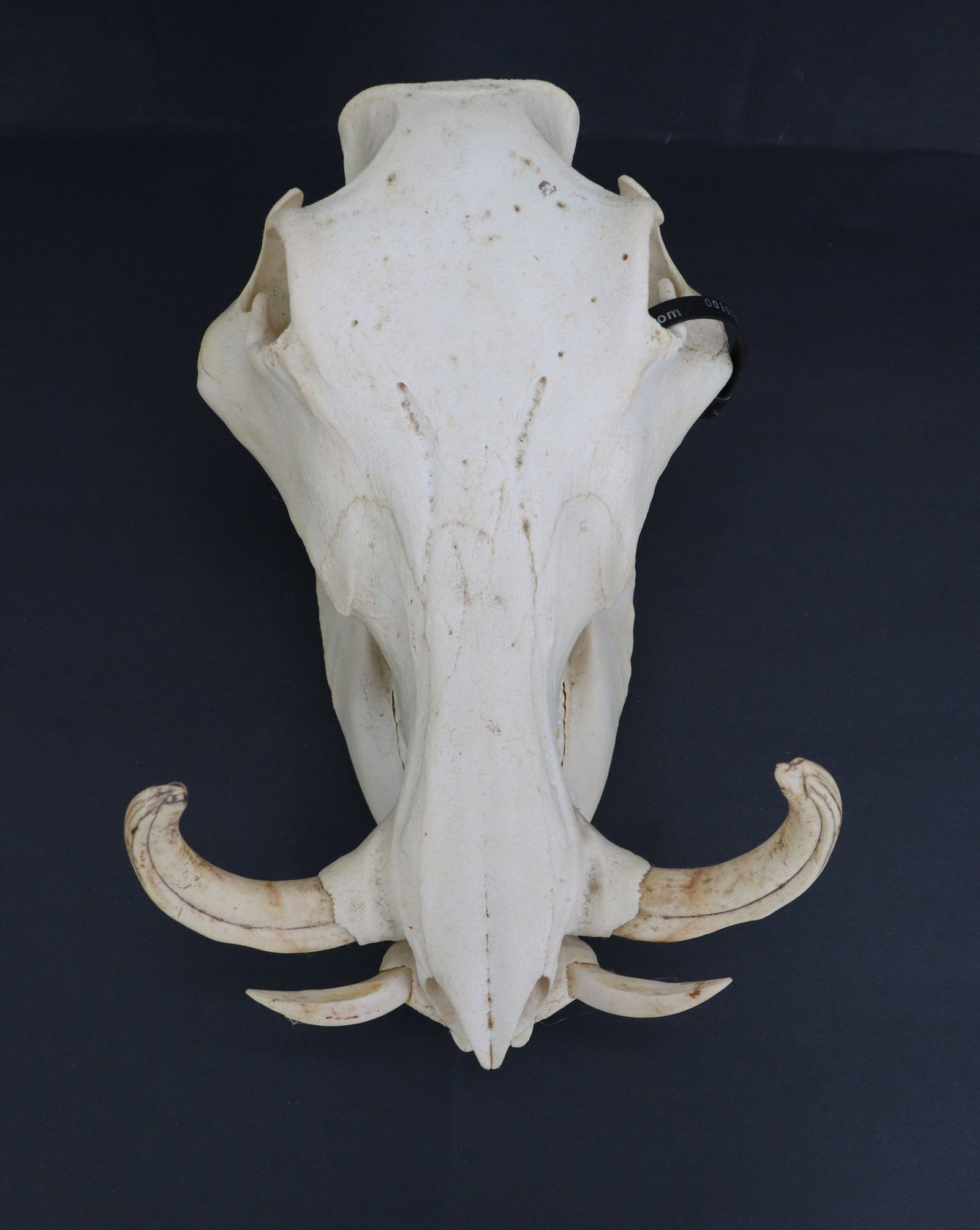 Wild Boar Skull - 7