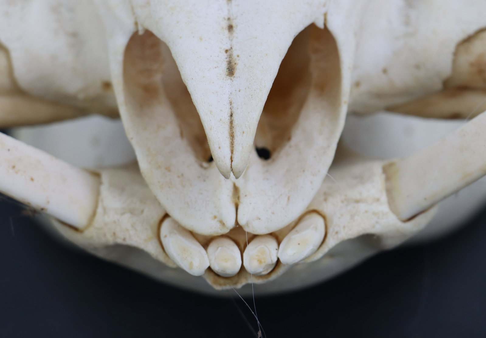 Wild Boar Skull - 8