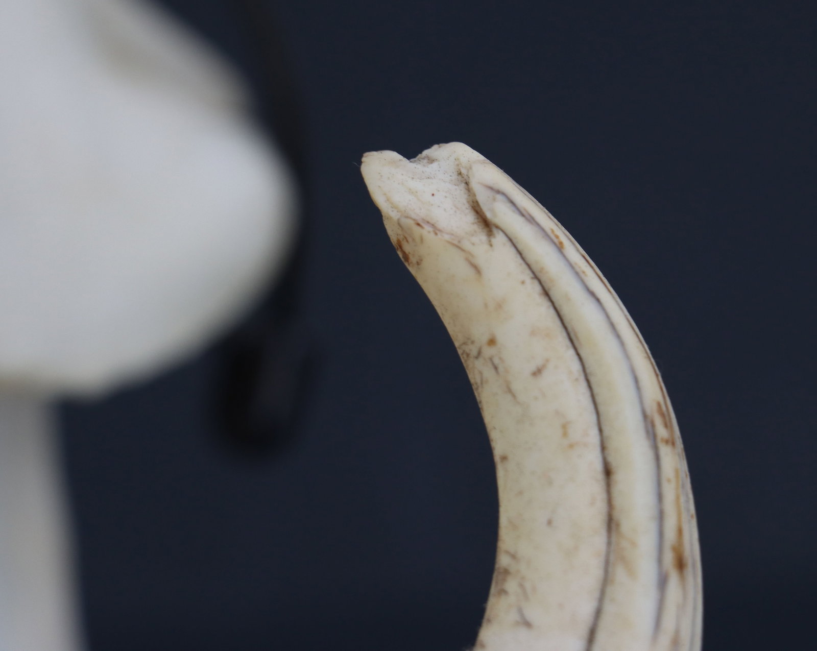 Wild Boar Skull - 9