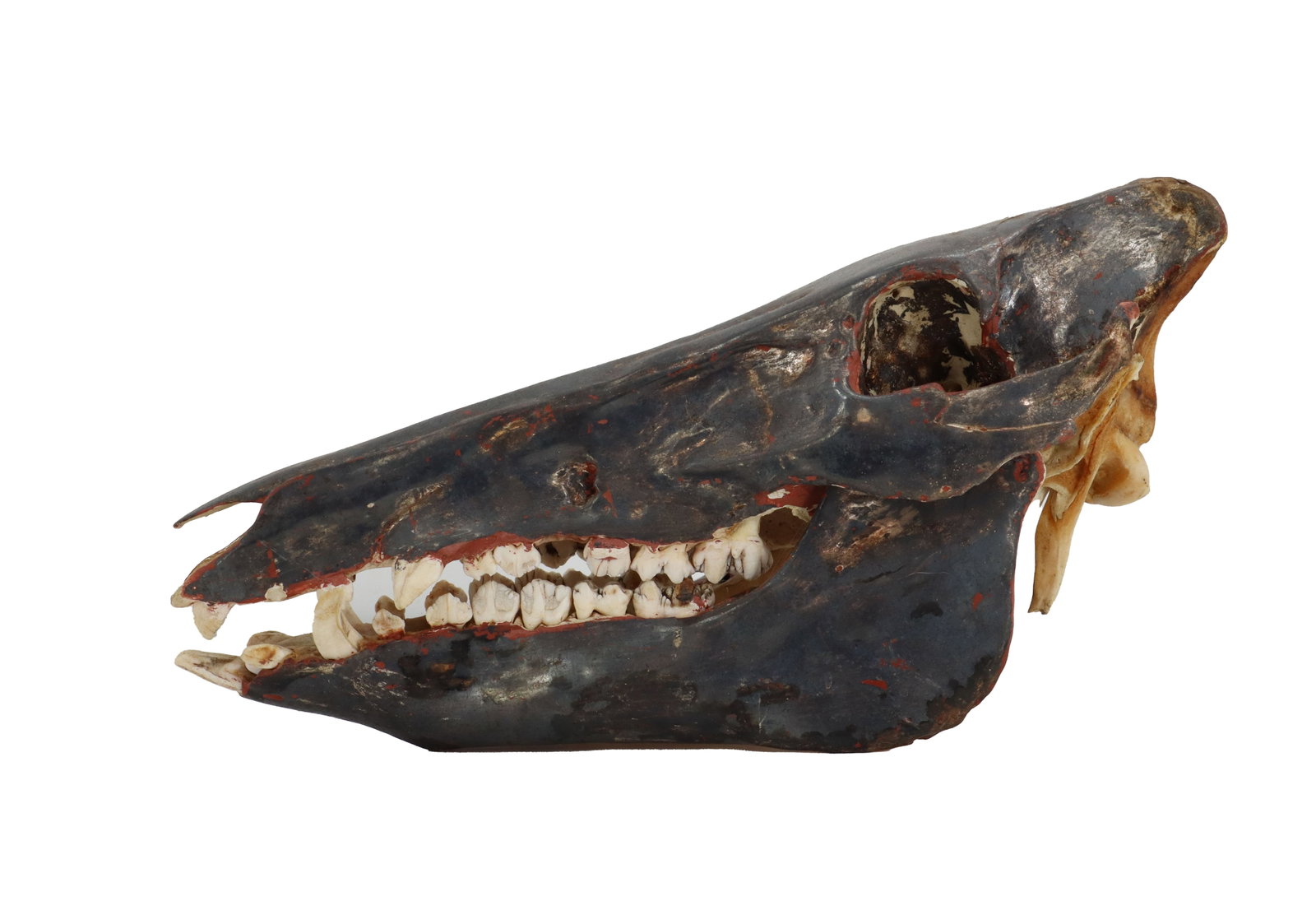 Wild Boar Skull with Silver Relief: Wild Boar Skull with Silver Relief. Wild boar skull with lacquered silver relif with visible red and gold accents, highlighting its elongated snout and prominent tusks. Size: 8 x 15 x 5 1/2 in.