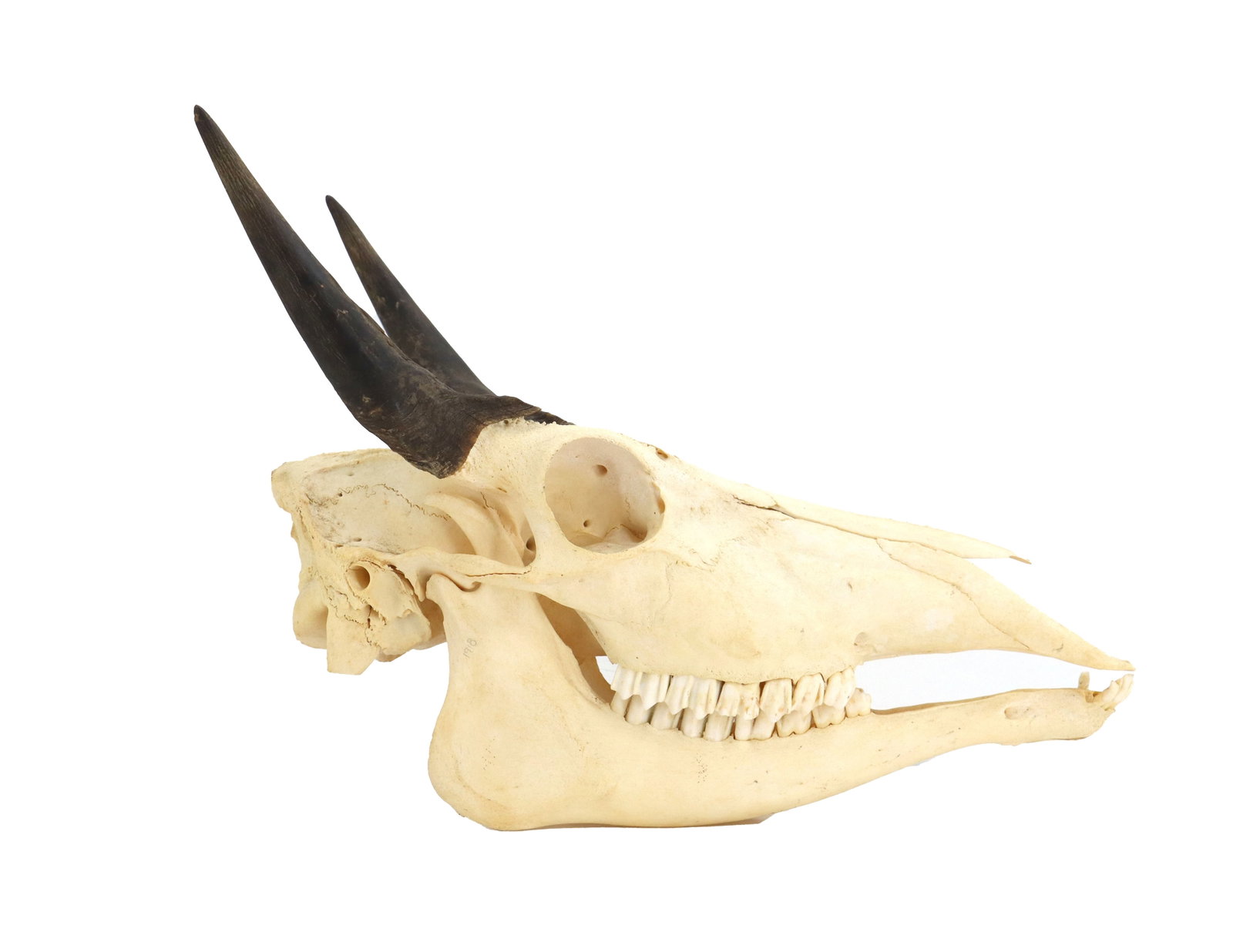 Nilgal Antelope Skull with Horn Caps: Nilgal Antelope Skull with Horn Caps. Antique Nilgai antelope skull featuring a natural sun-bleached finish, intact herbivore dentition, and short, dark, upward-curving horns. Size: 13 1/2 x 16 x
