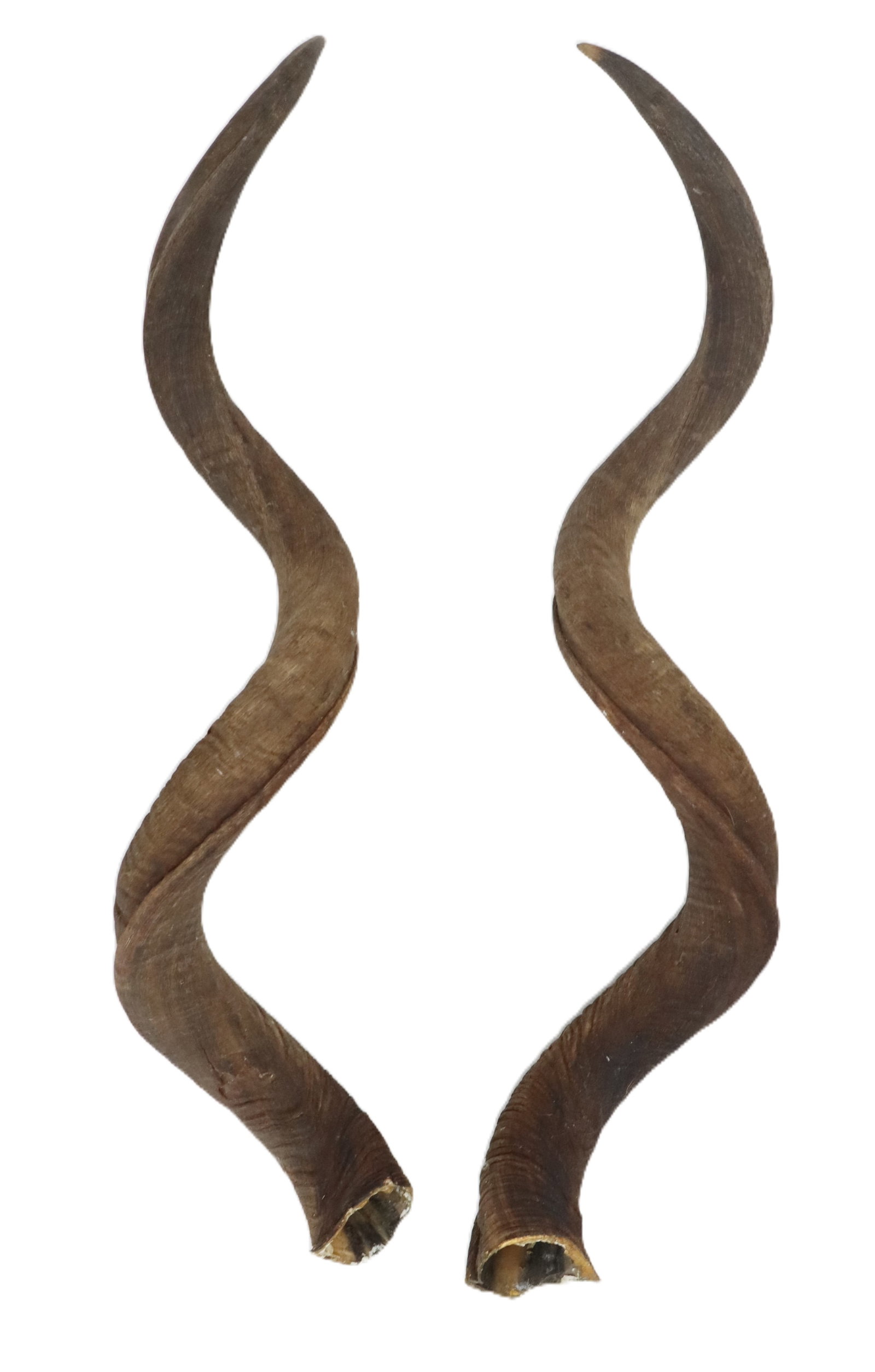 (2) African Kudu Antelope Horns (1 of 14)