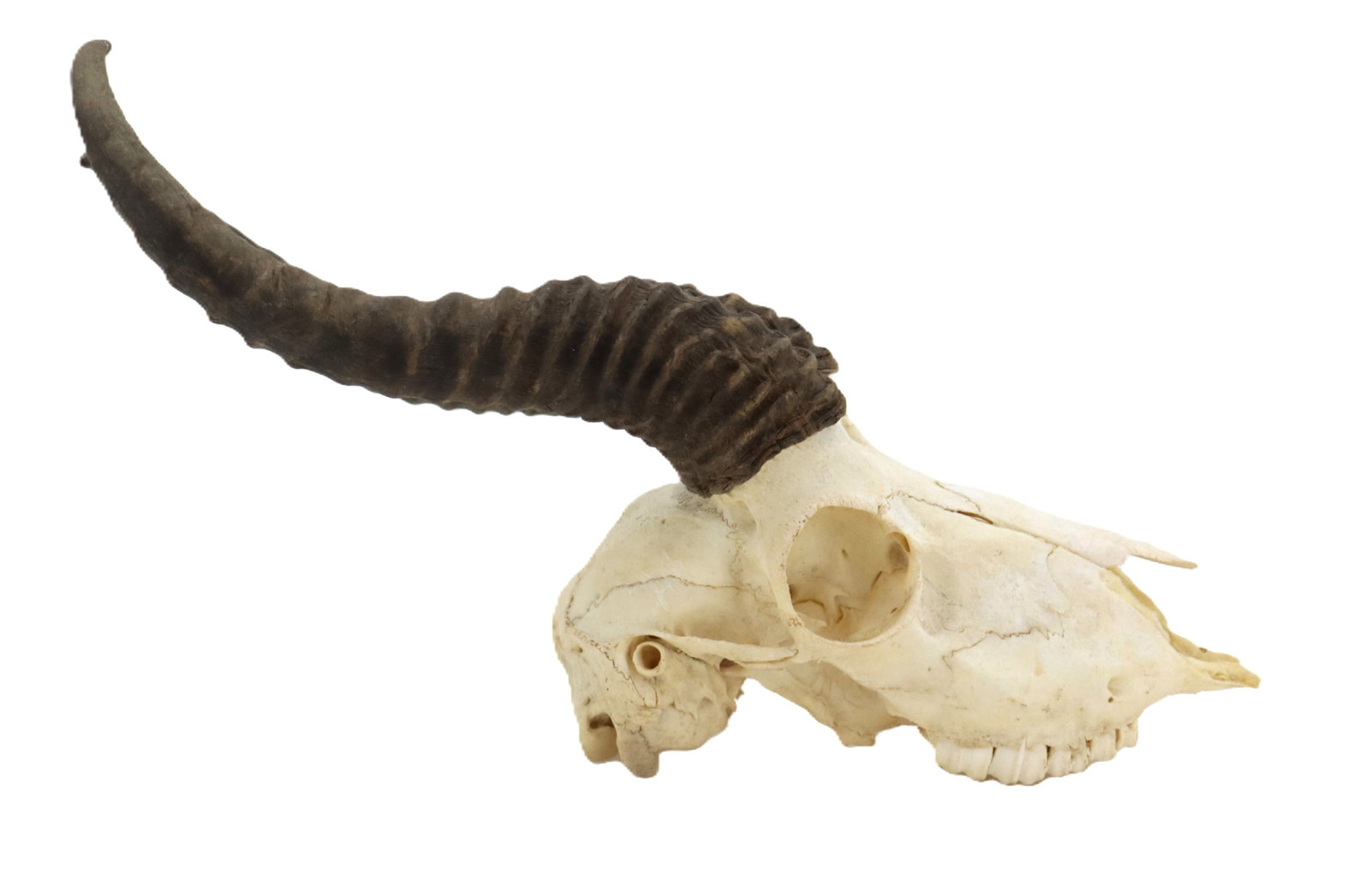 Decorative African Springbok Skull with Detachable Horns (1 of 13)