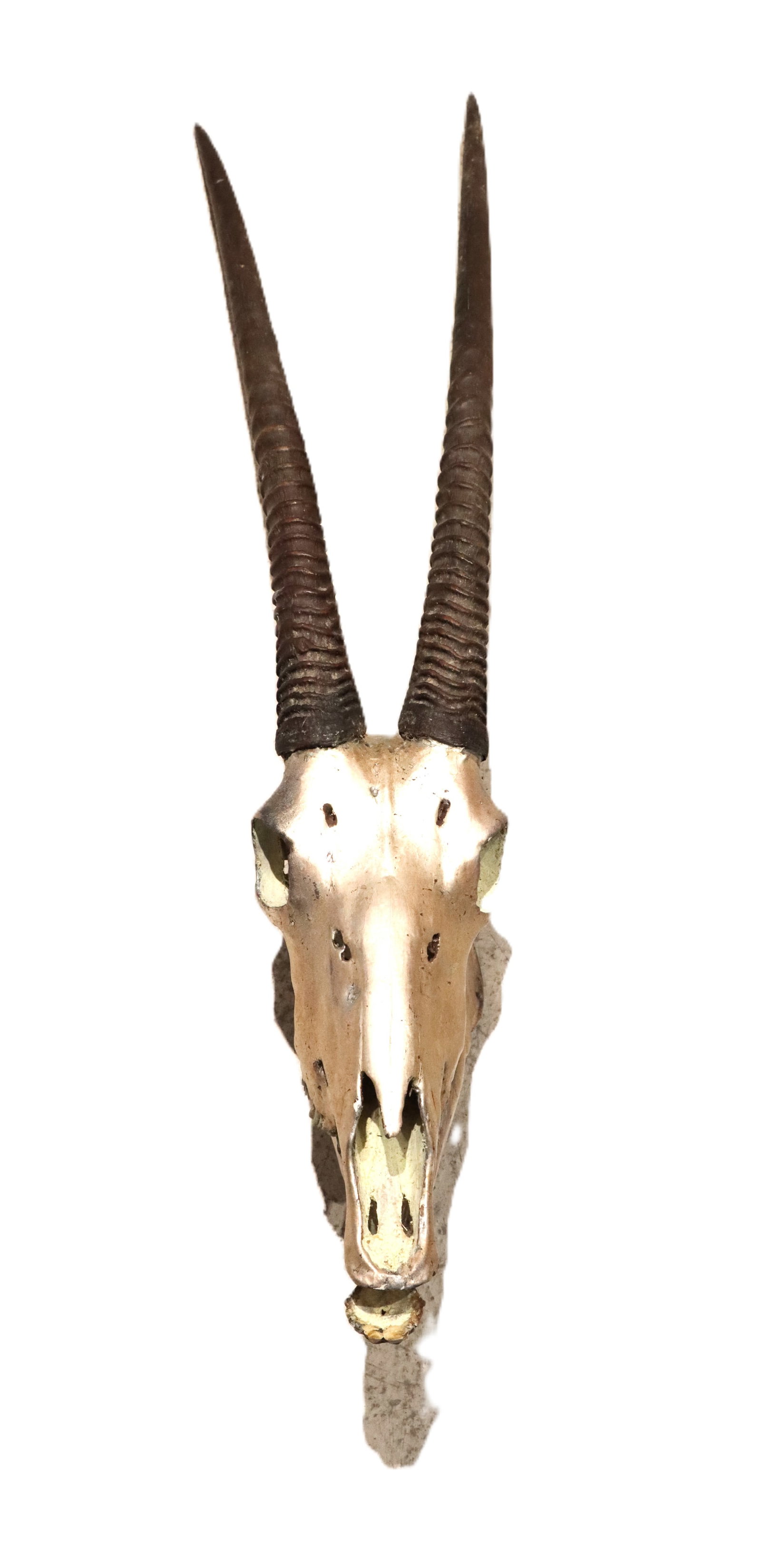 Silvered Oryx Antelope Skull (1 of 11)
