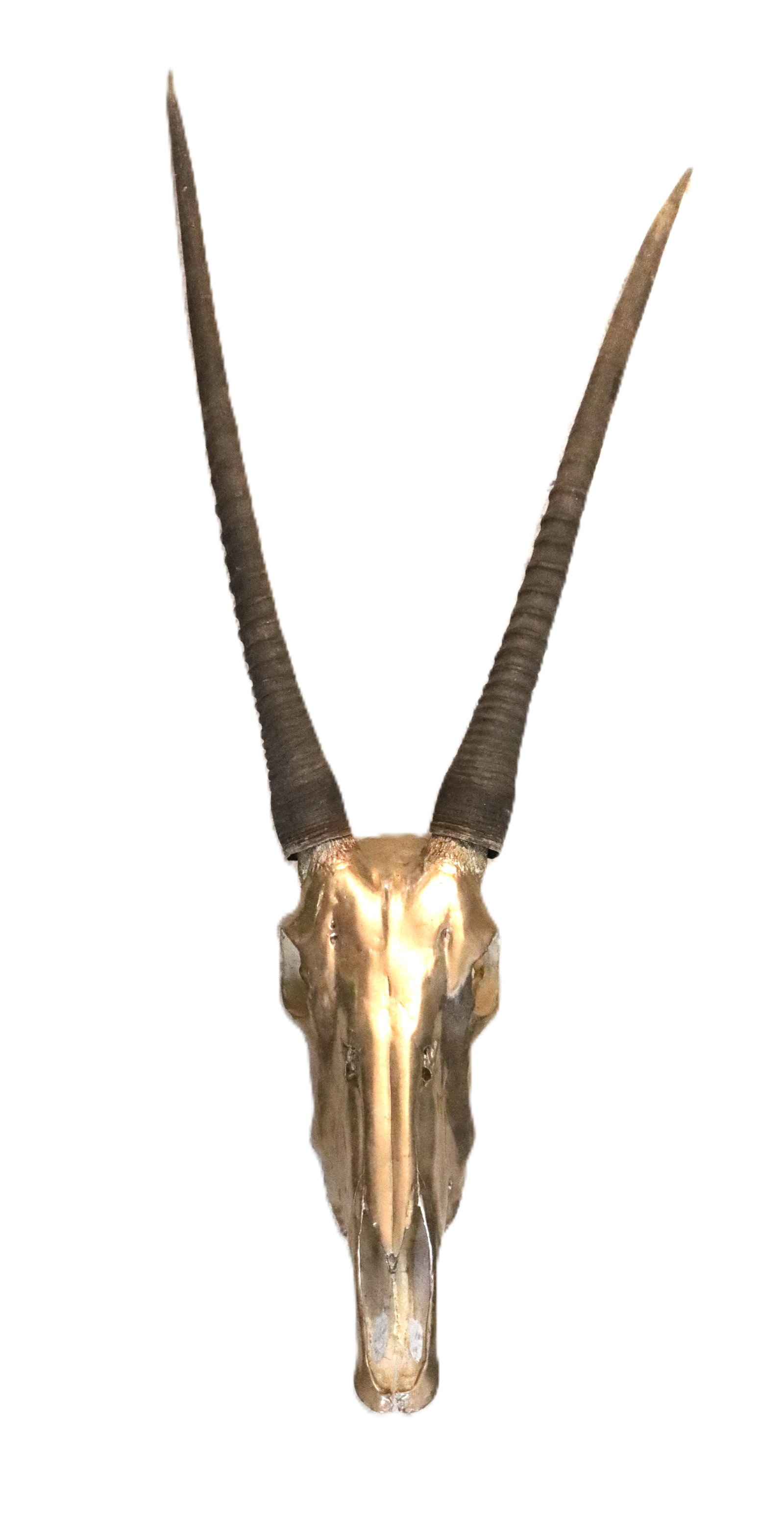 Decorative Gold-Toned African Oryx Skull with Detachable Horns (1 of 14)