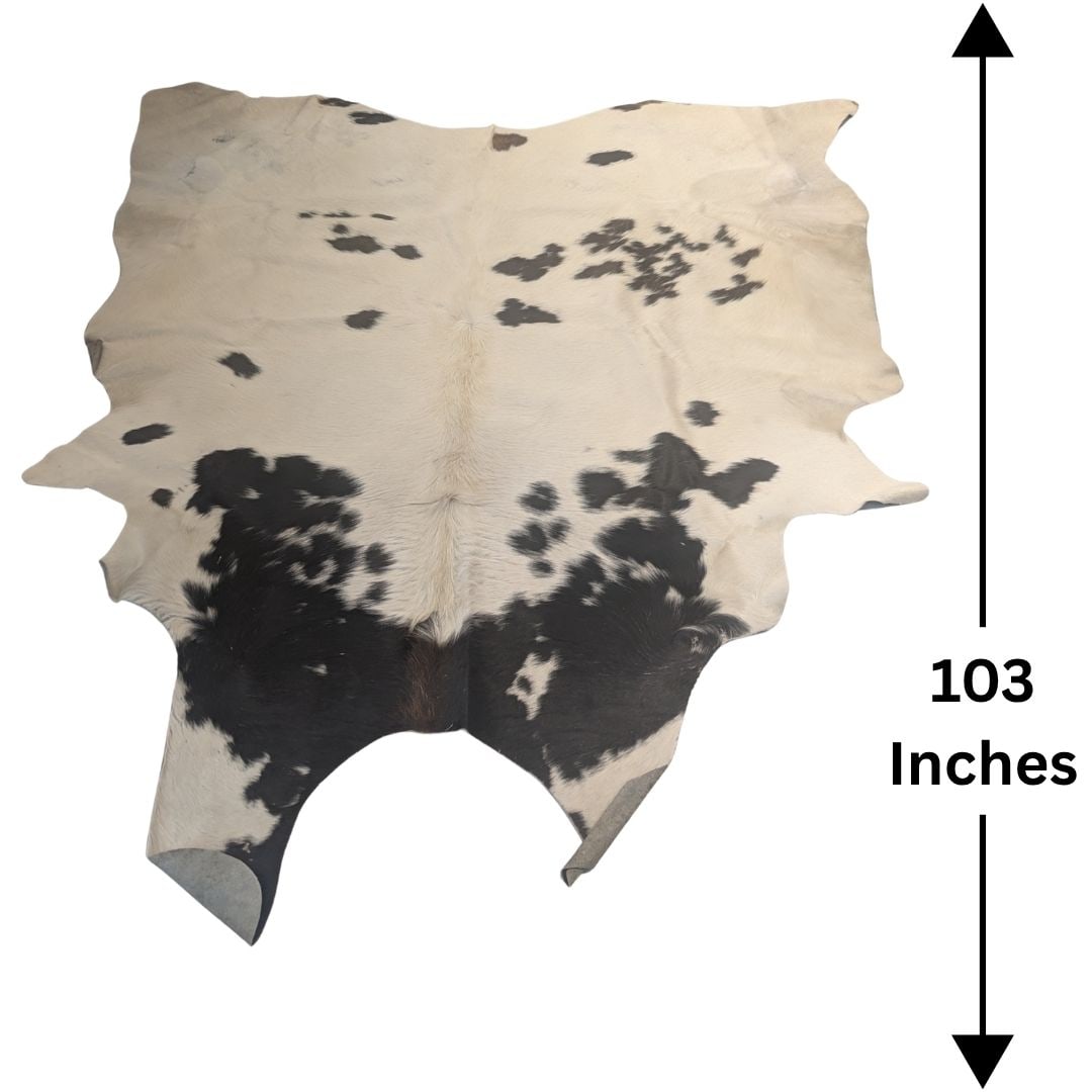 Large Natural Spotted Bicolor Cowhide Rug: Large Natural Spotted Bicolor Cowhide Rugl. Lrge black and white spotted cowhide rug measuring 103 inches in length. Size: 103 1/4 x 82 Inches