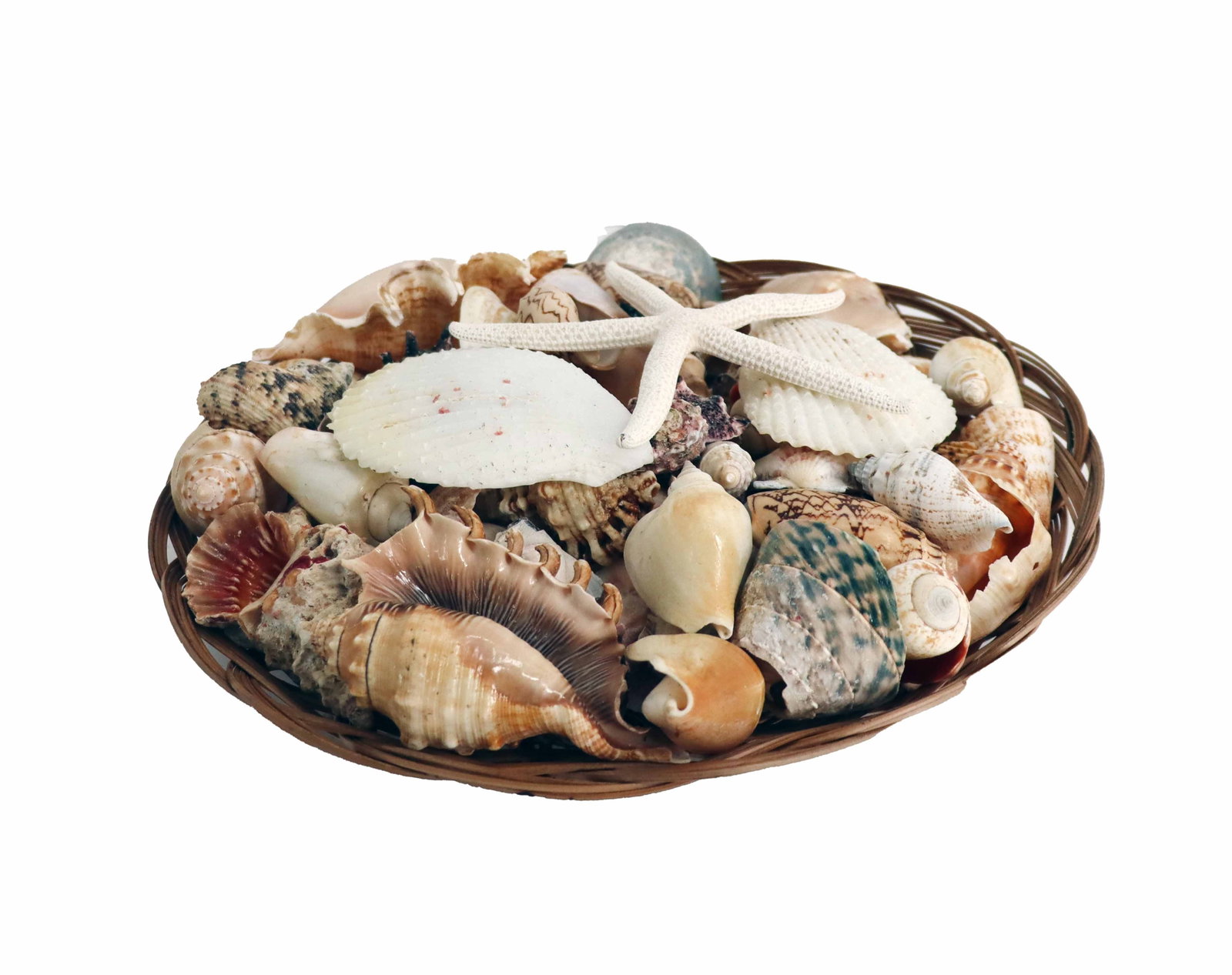Group of Decorative Shells: Group of Decorative Shells. Shallow wicker basket is filled with a varied collection of decorative seashells and a single white starfish. Size: 11 x 11 x 2 1/2 in.
