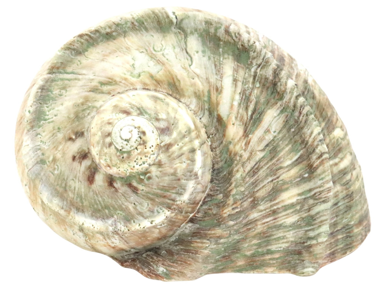Excellent Turbo Marmoratus Green Turban Conch Shell Specimen: Excellent Turbo Marmoratus Green Turban Conch Shell Specimen. The colorful twists in the sides and the spiral make this a fine example of the species, which lives among coral reefs in the Indian and
