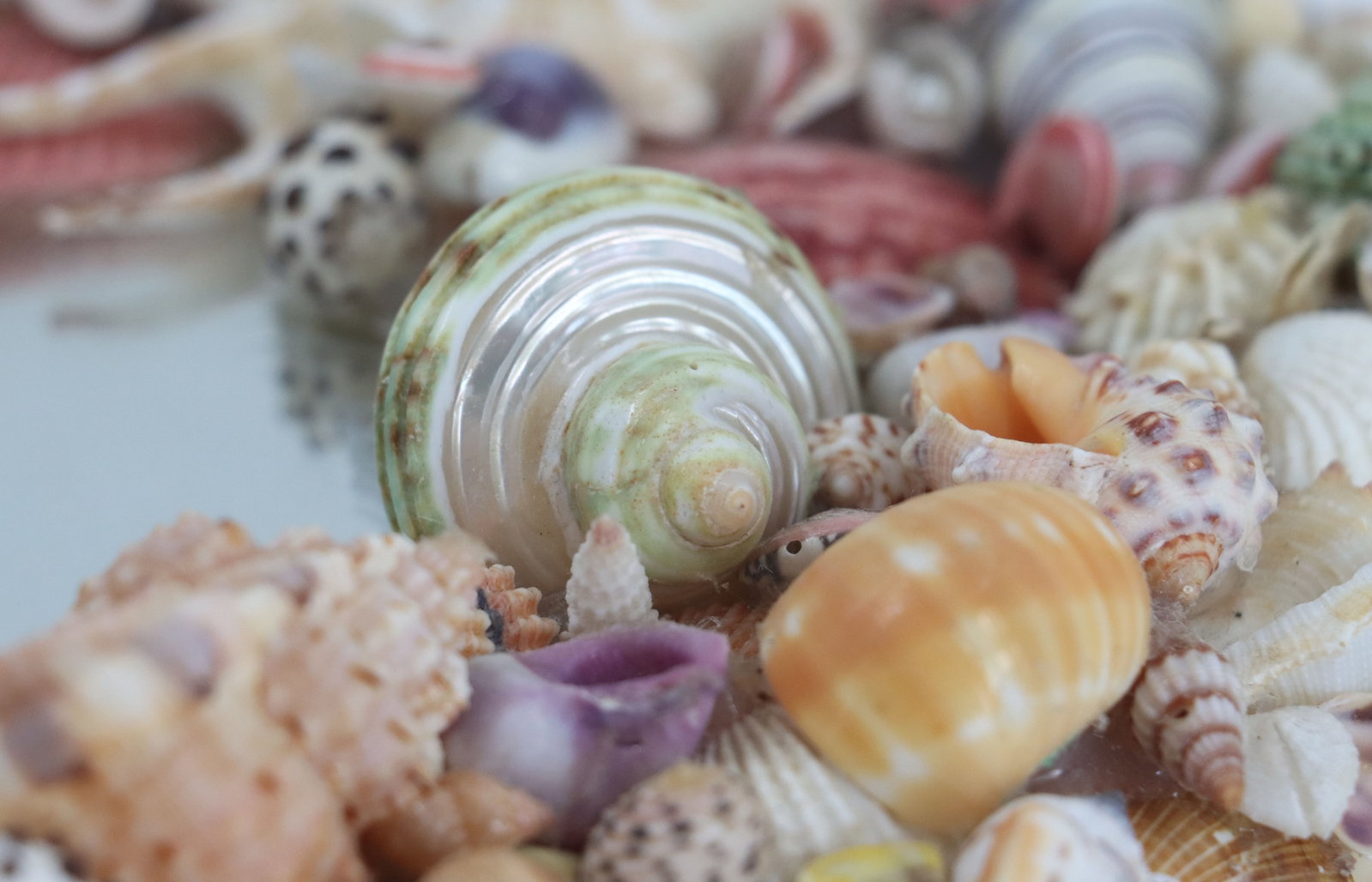 Seashell Heart Mirror - 11