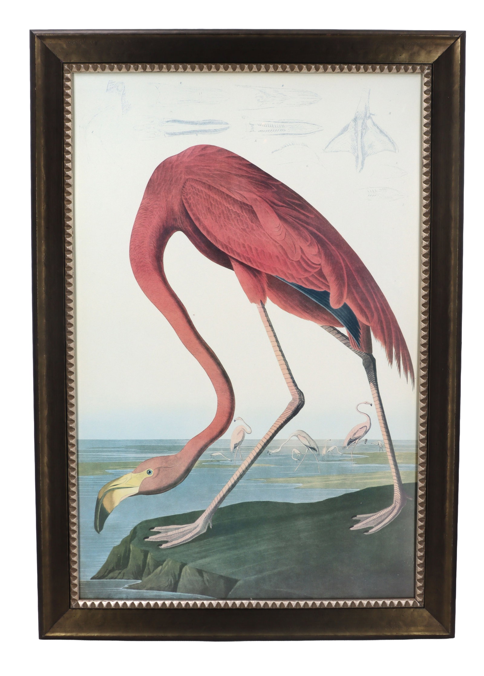 John James Audubon (1785-1851), Haitian/American, Lithograph in Colors, "American Flamingo": John James Audubon (1785-1851), Haitian/American, Lithograph in Colors, "American Flamingo". John Audubon was born in 1785 in Les Cayes, Haiti. He is the foremost painter of wildlife to date