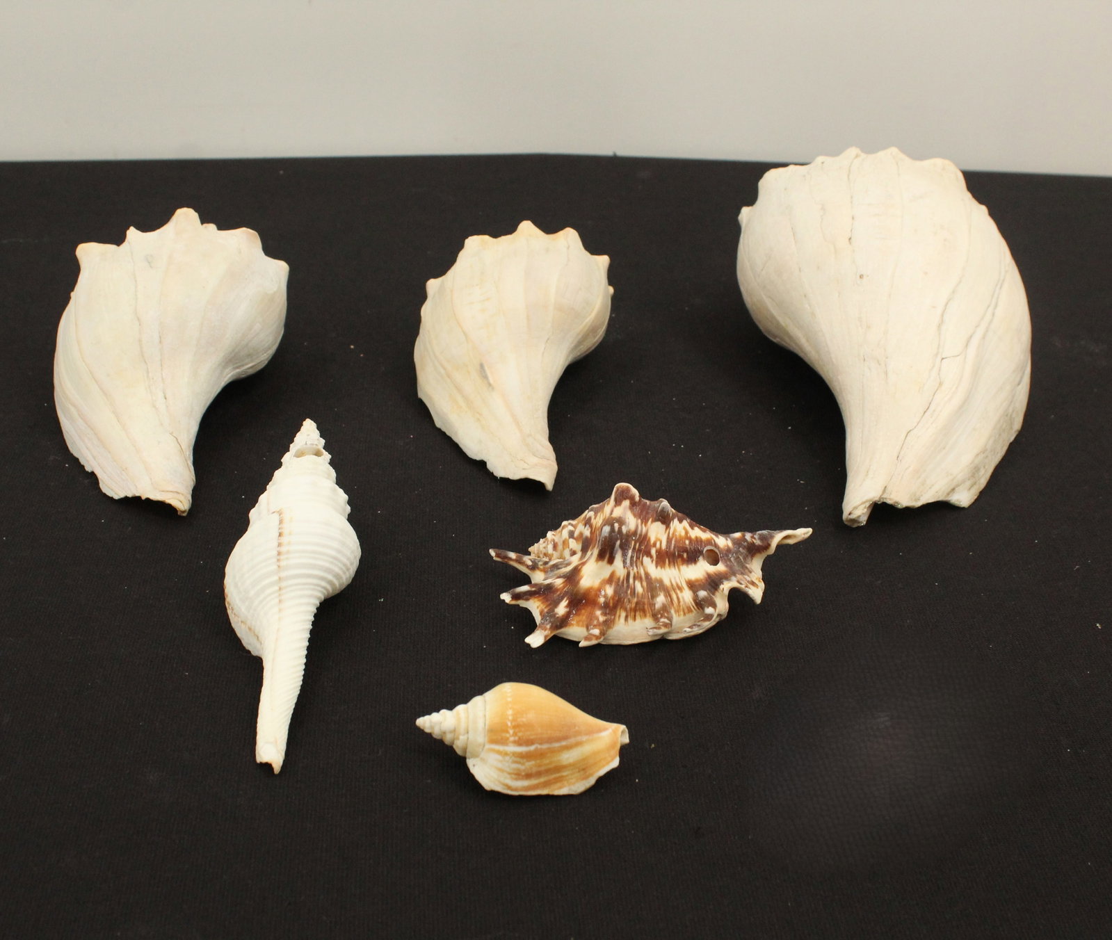 (6) Sea Shells - 2