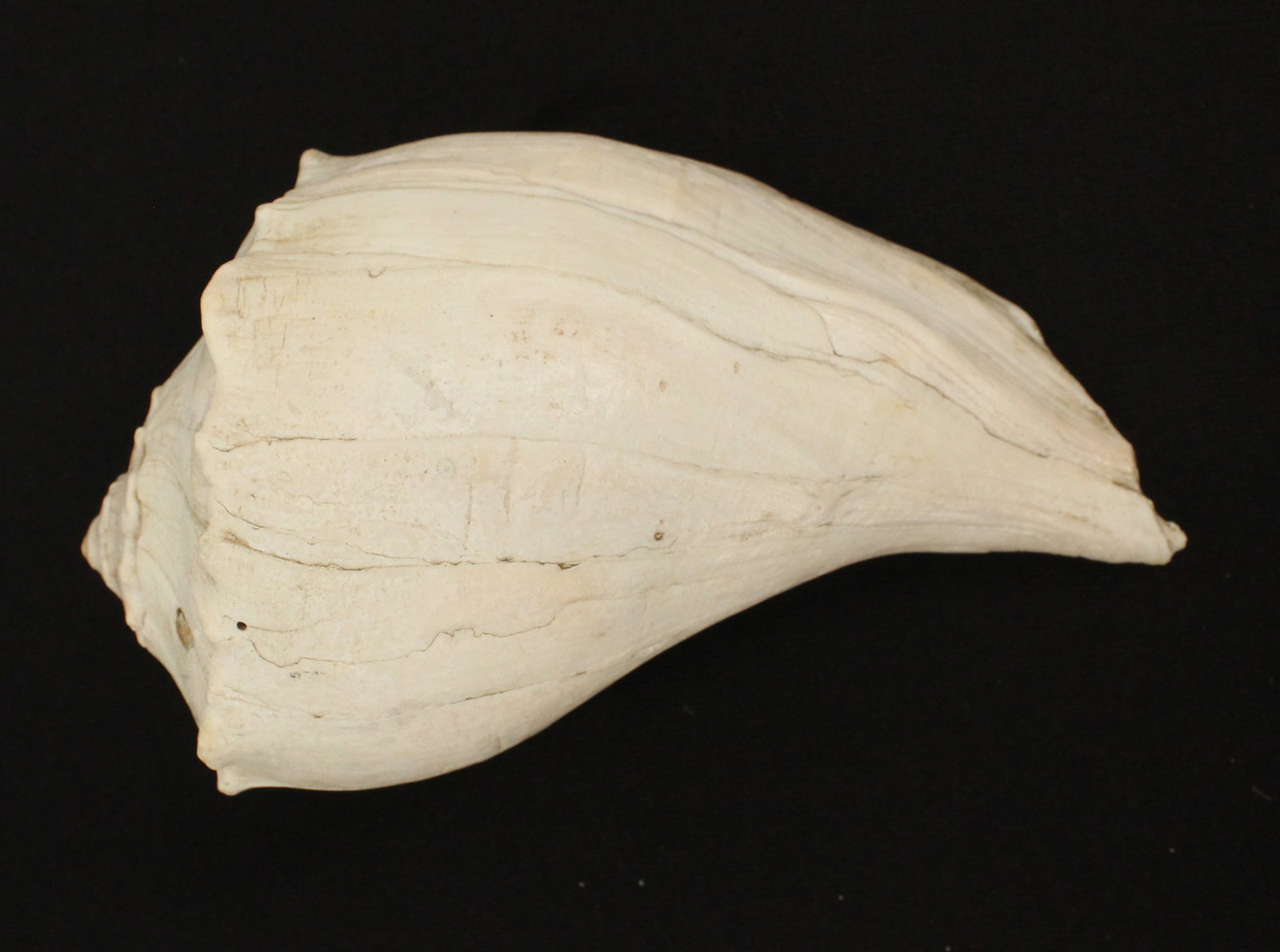 (6) Sea Shells - 3