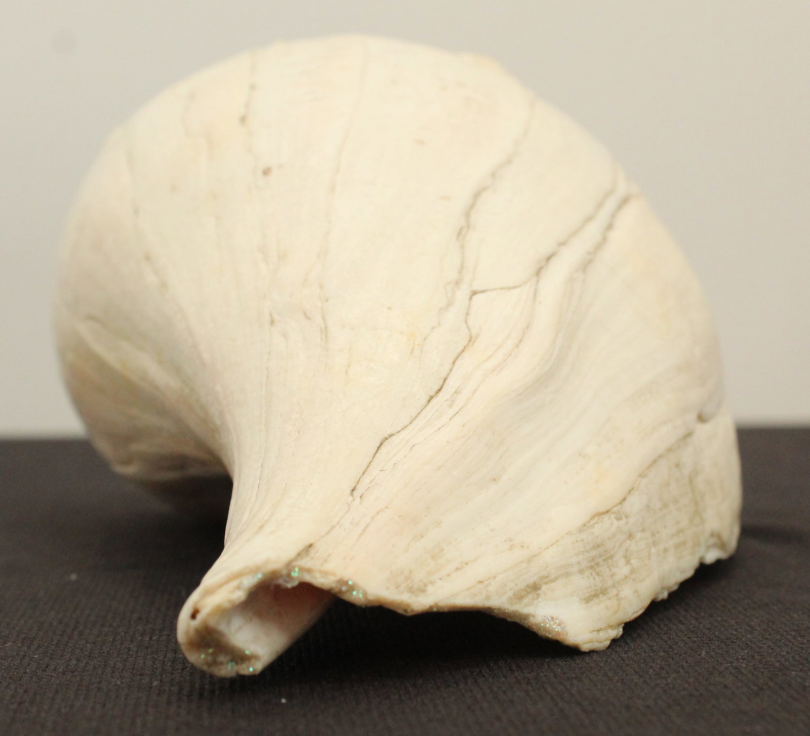 (6) Sea Shells - 4
