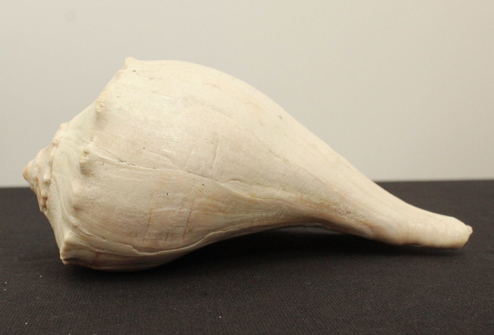 (6) Sea Shells - 5