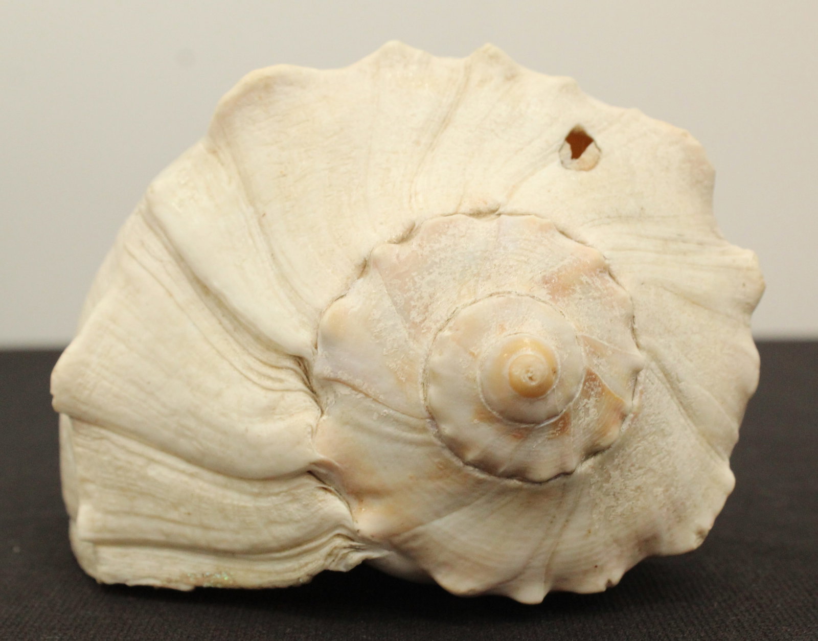 (6) Sea Shells - 6