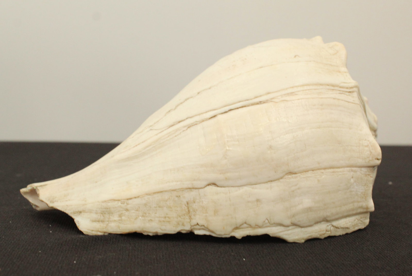 (6) Sea Shells - 7