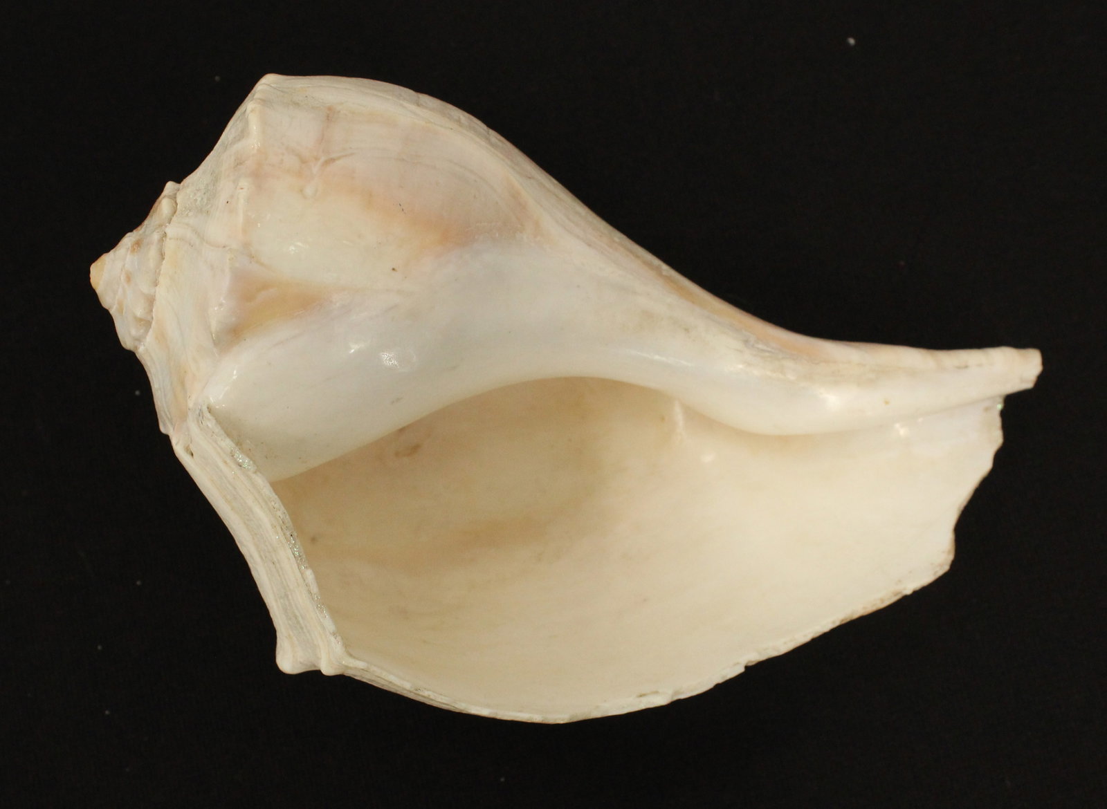 (6) Sea Shells - 8