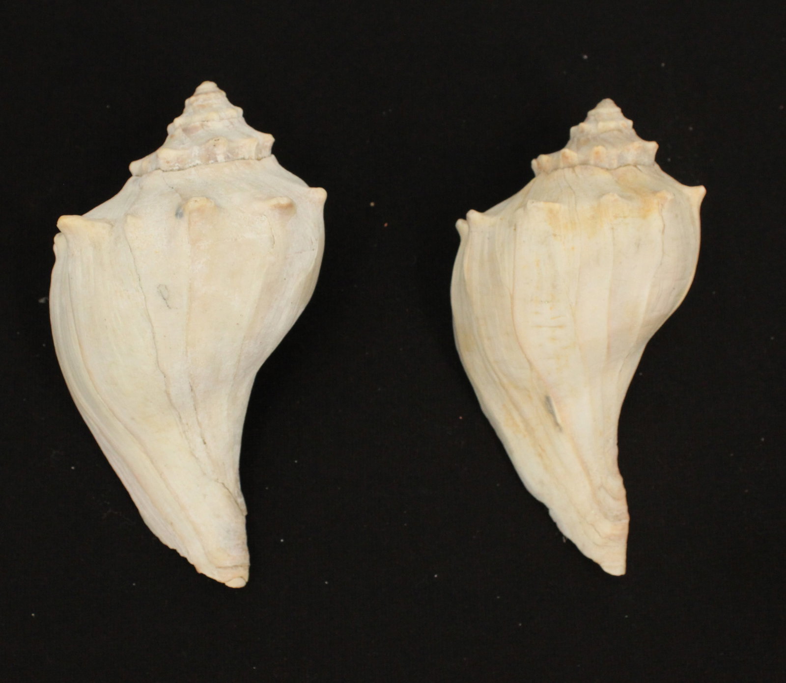 (6) Sea Shells - 9