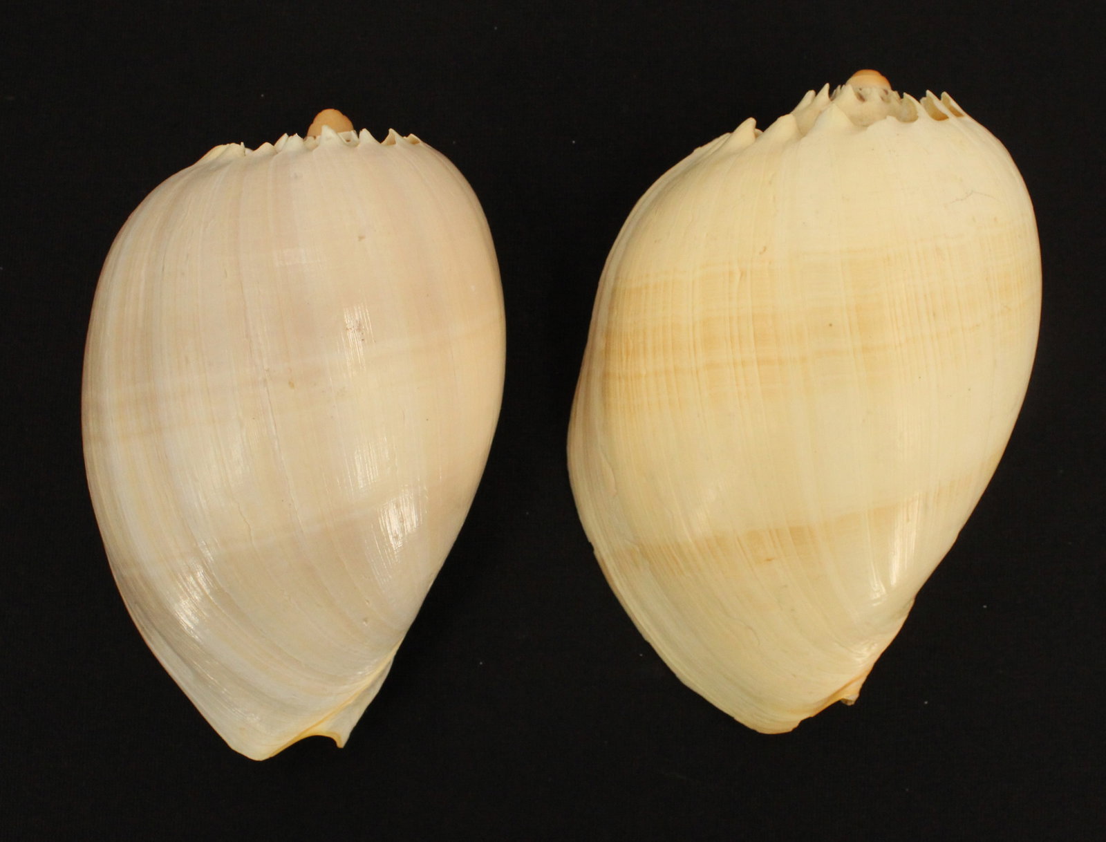 (4) Sea Shells - 2