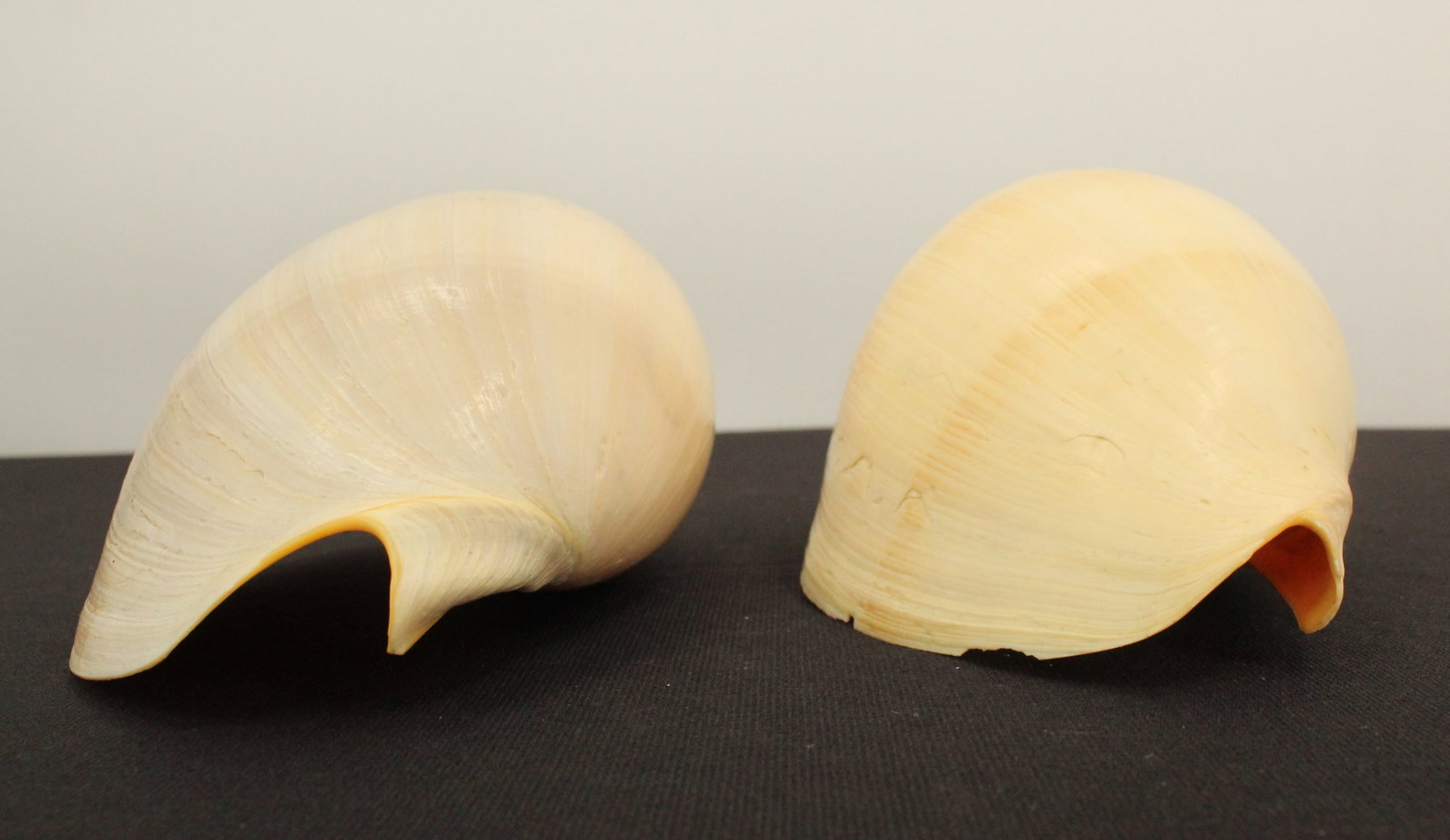 (4) Sea Shells - 3