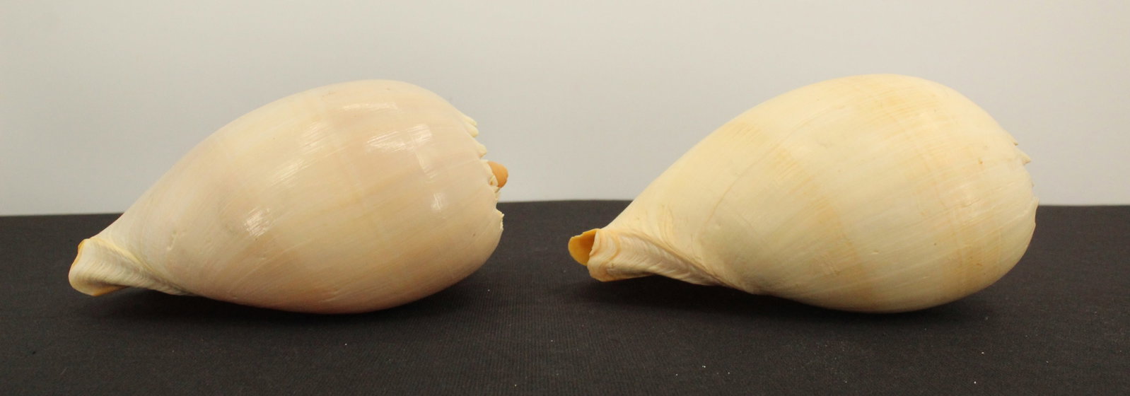 (4) Sea Shells - 4