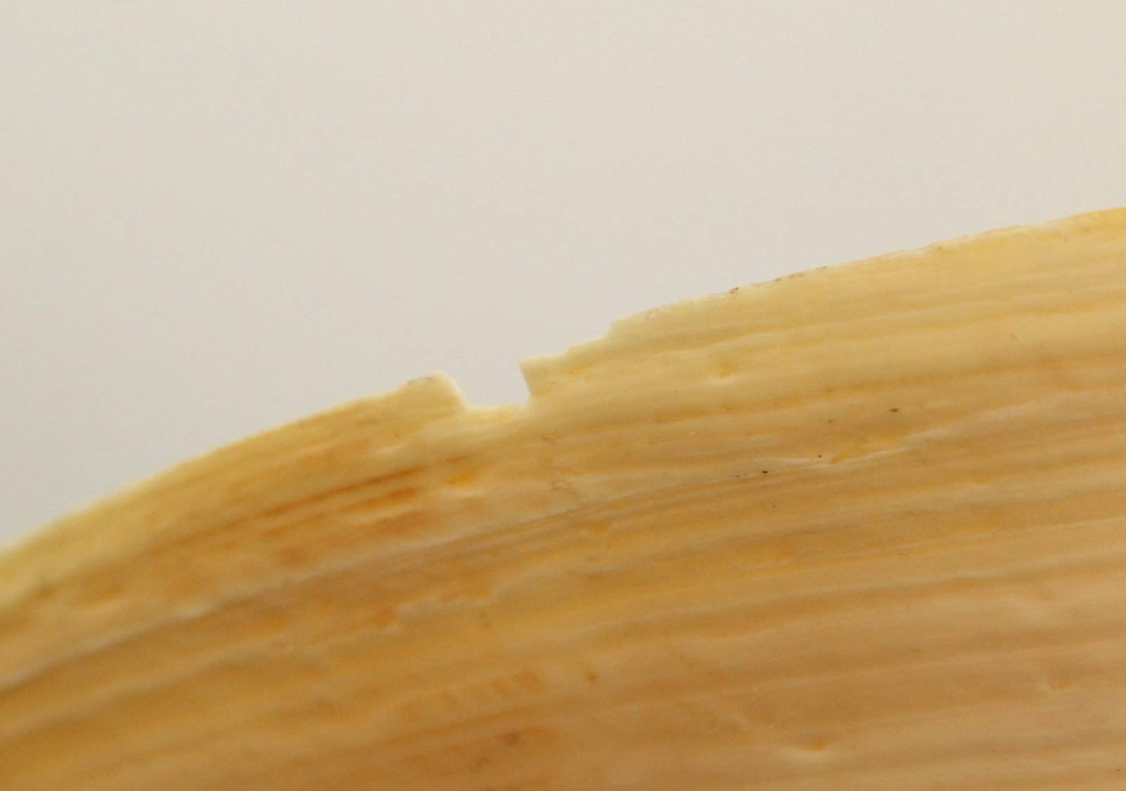 (4) Sea Shells - 7