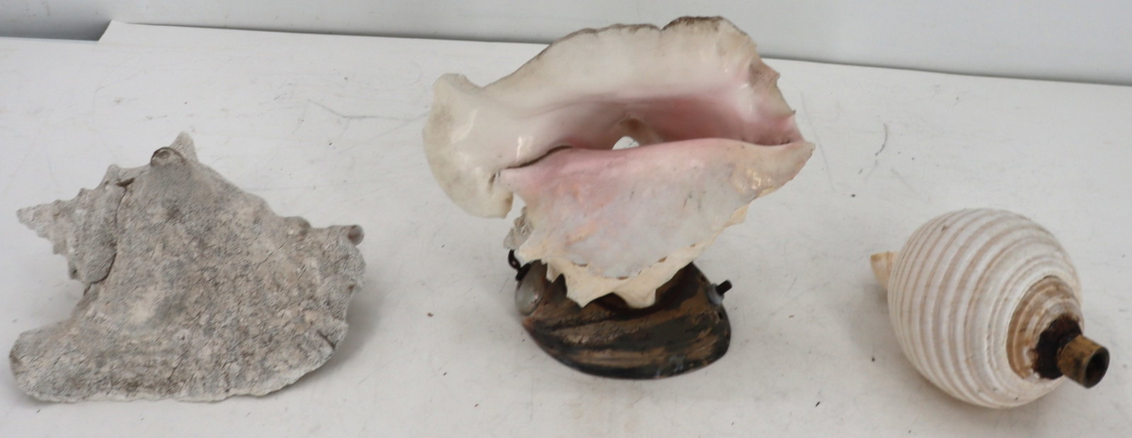 (3) Sea Shells - 2