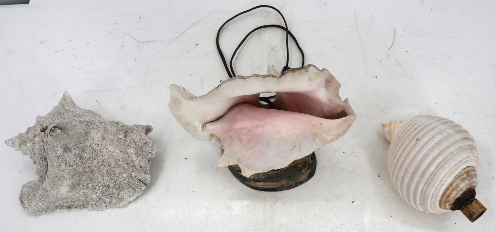 (3) Sea Shells - 3