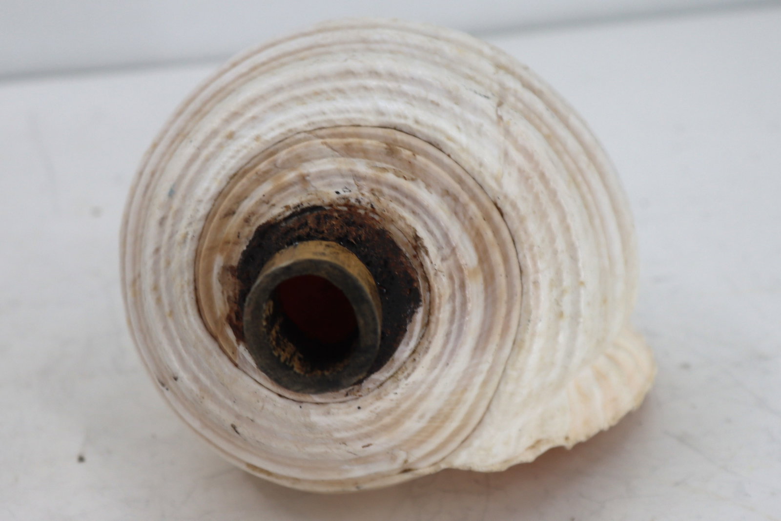 (3) Sea Shells - 5