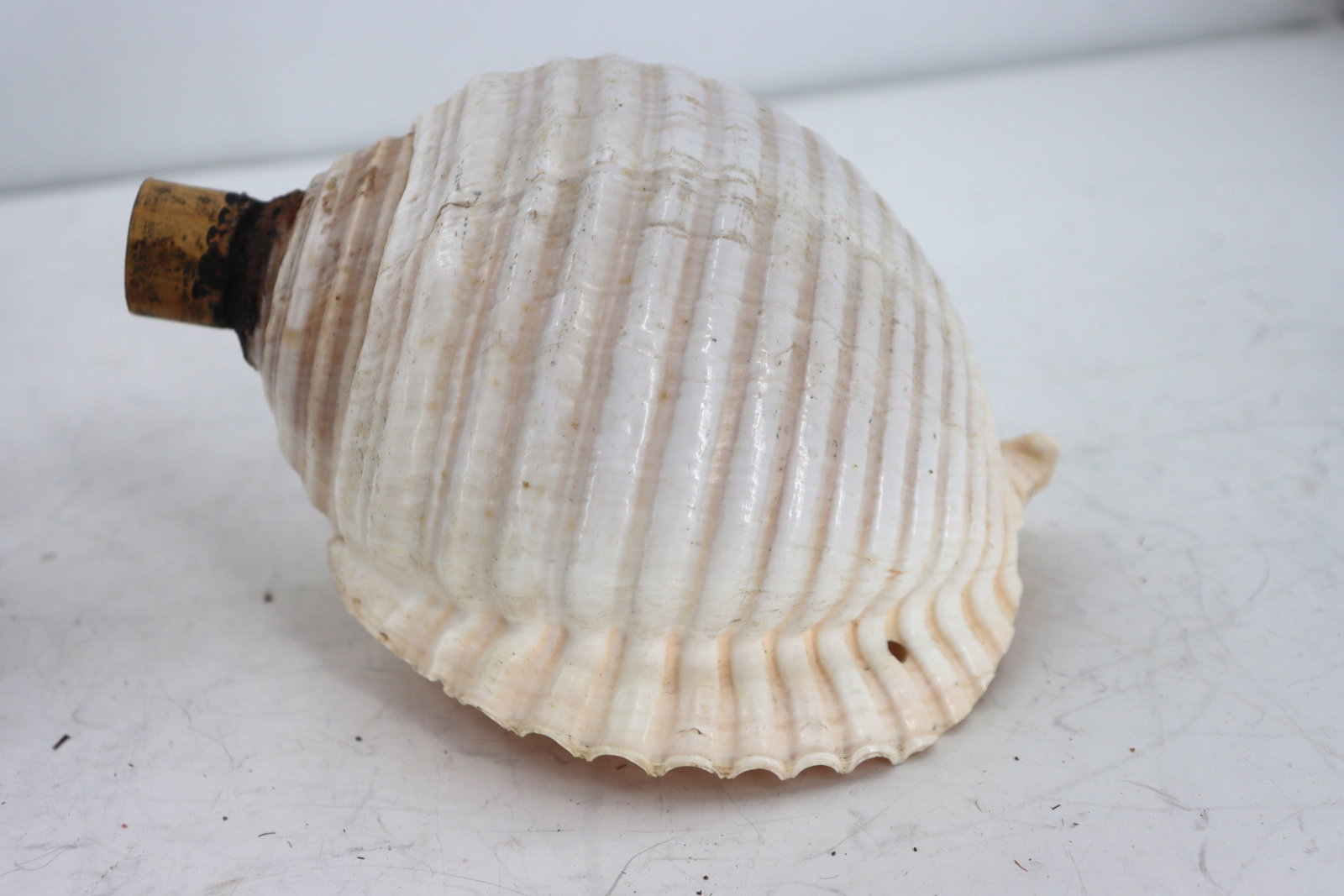 (3) Sea Shells - 6