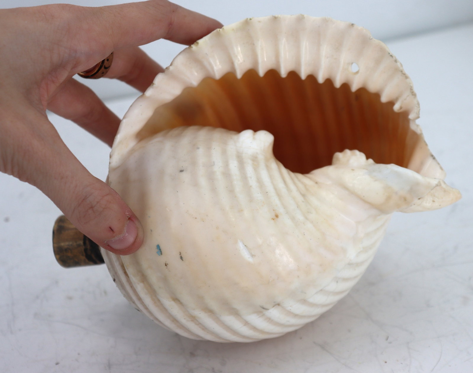 (3) Sea Shells - 7