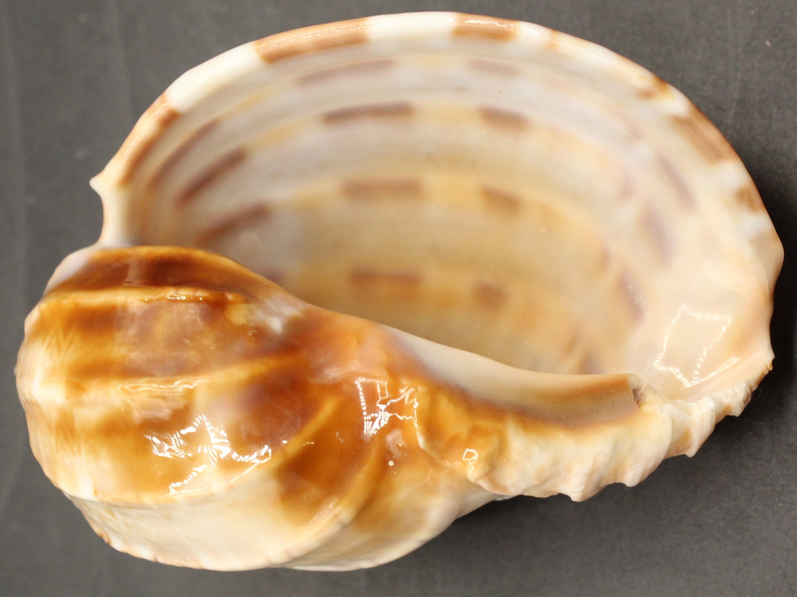 (3) Seashells - 2