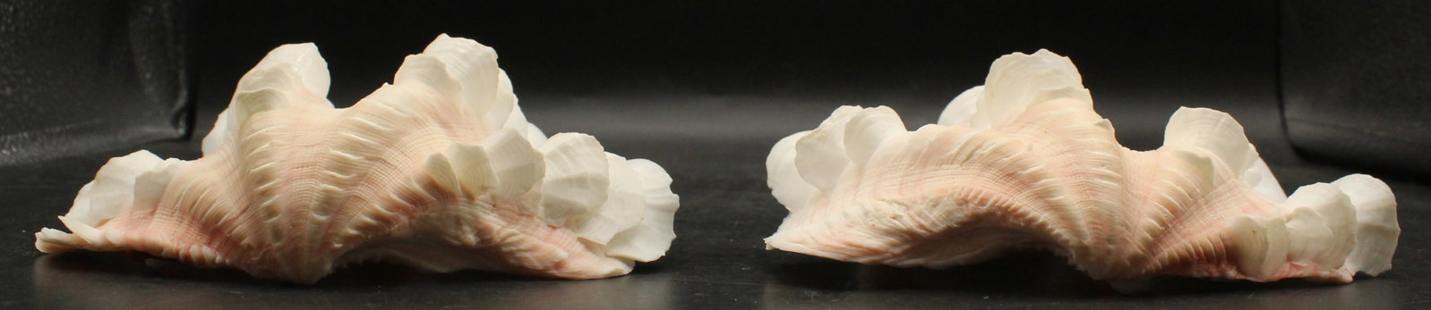 (3) Seashells - 7