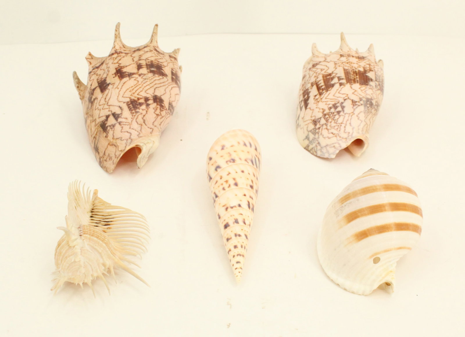 (5) Sea Shells - 2