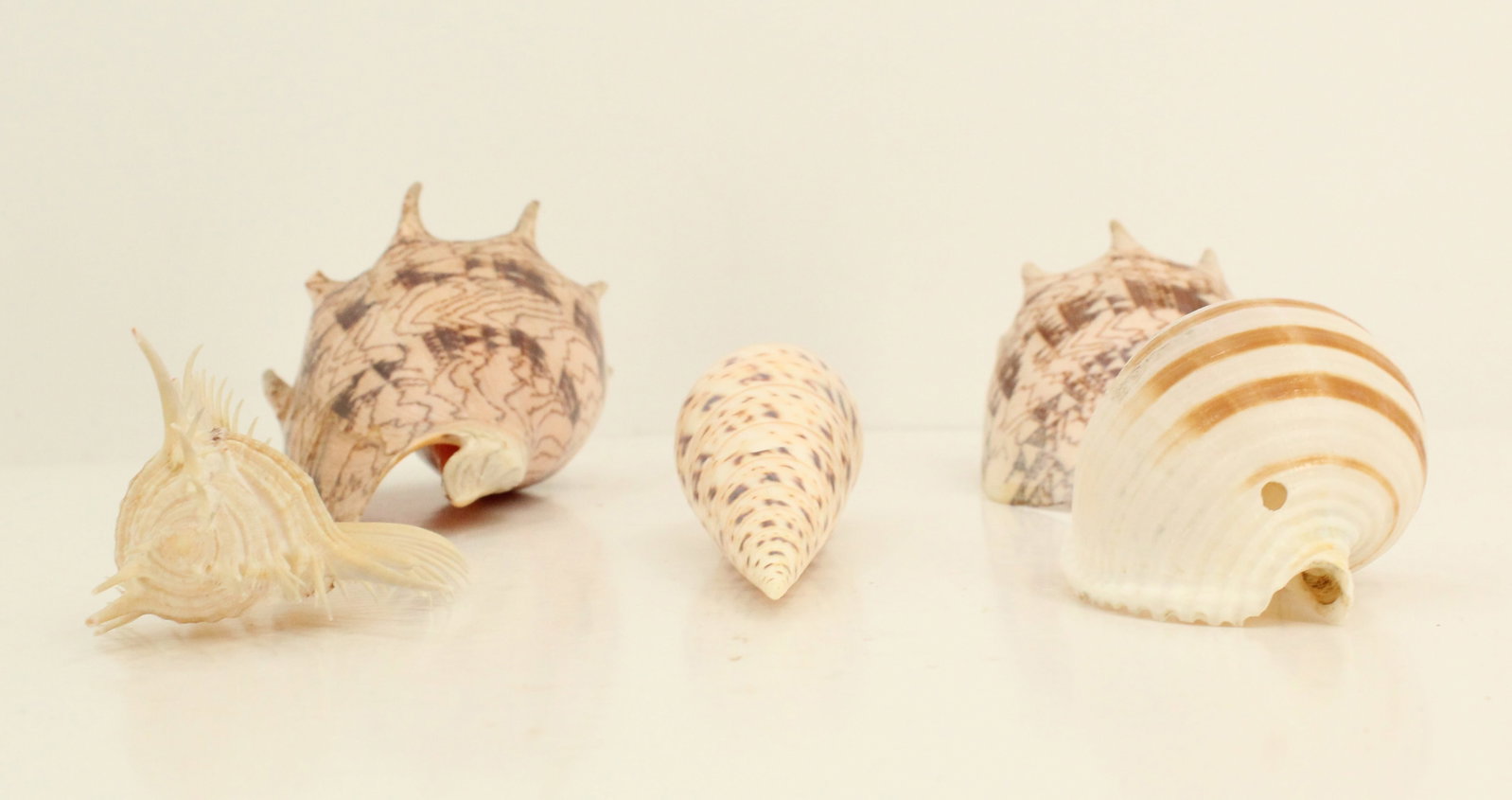 (5) Sea Shells - 3