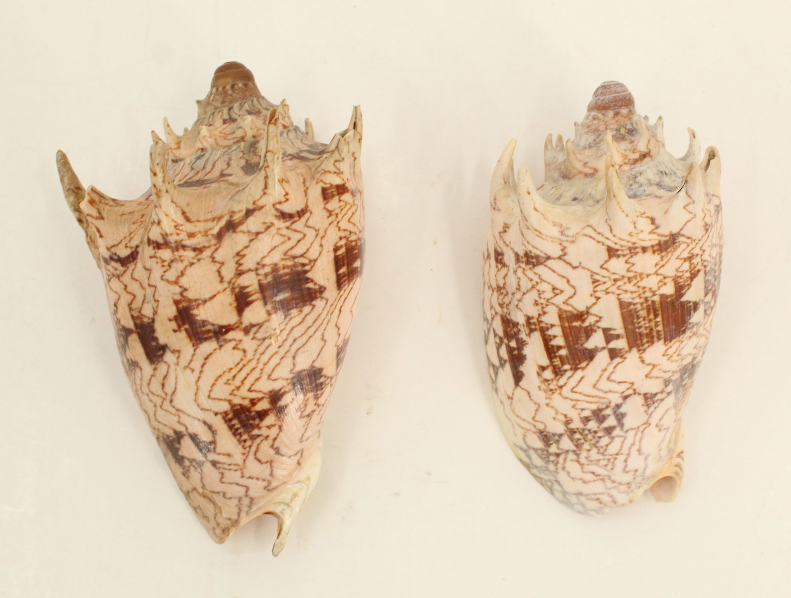 (5) Sea Shells - 4